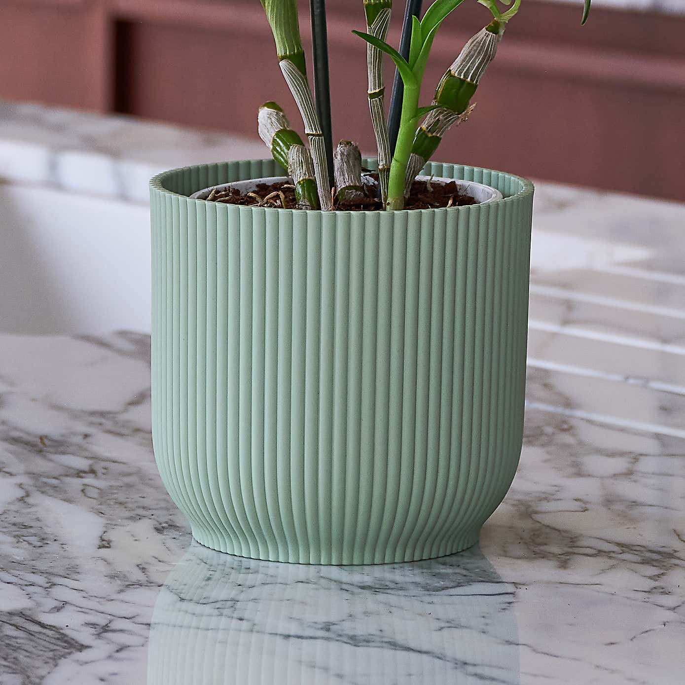 Beards & Daisies Blooming Beautiful Pair Dendrobium Peace Lily House Plant in Vibes Pot