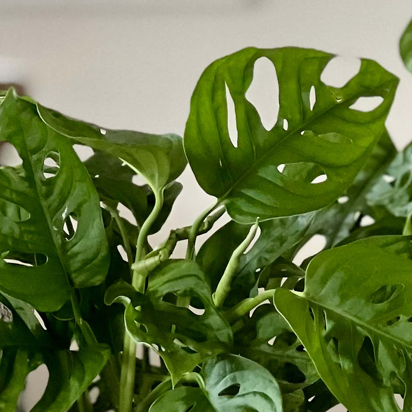 Swiss Cheese Obliqua Potted House Plant Bundle