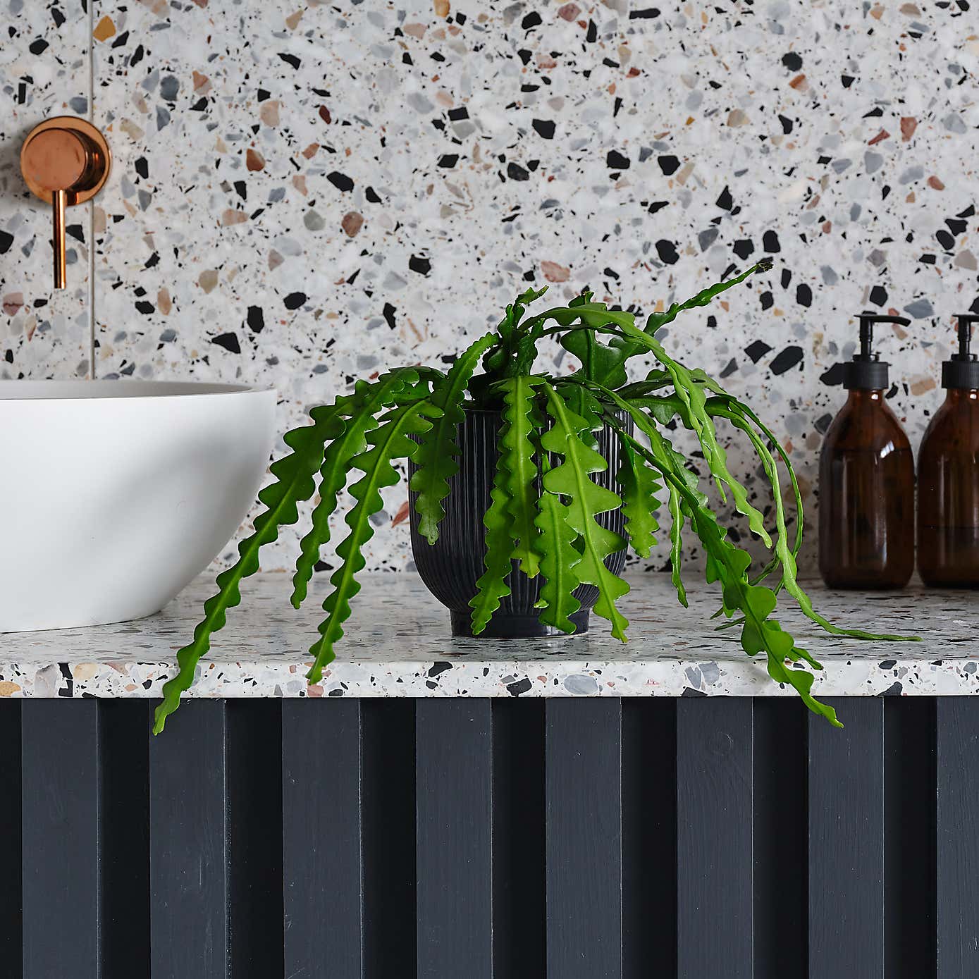 Fishbone Cactus House Plant in Ribbed Pot