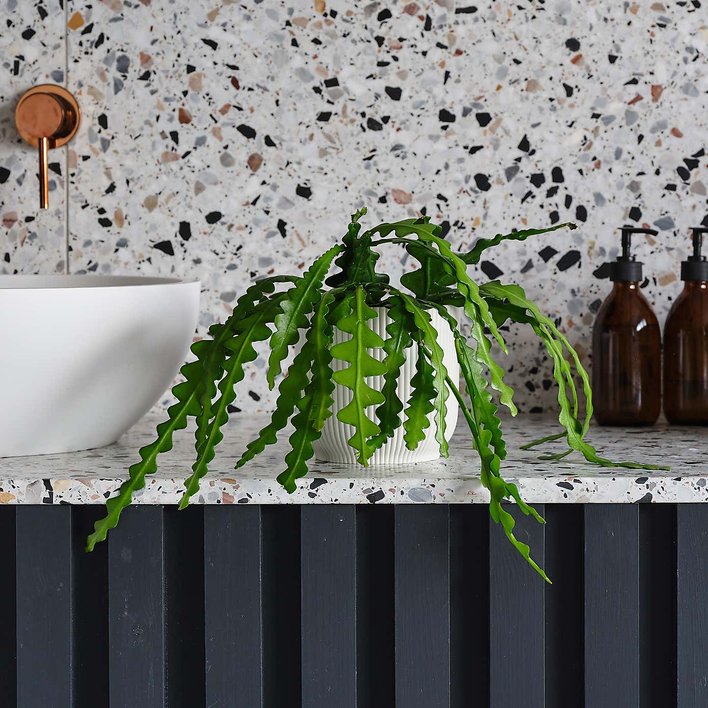 Fishbone Cactus House Plant in Elho Pot