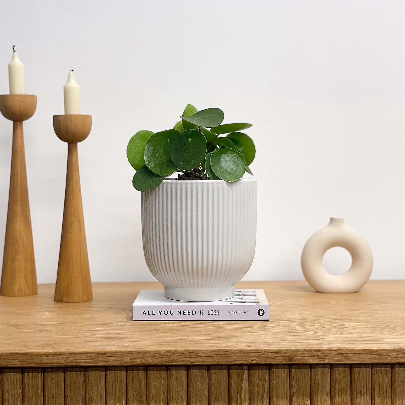 Chinese Money House Plant in Ribbed Pot