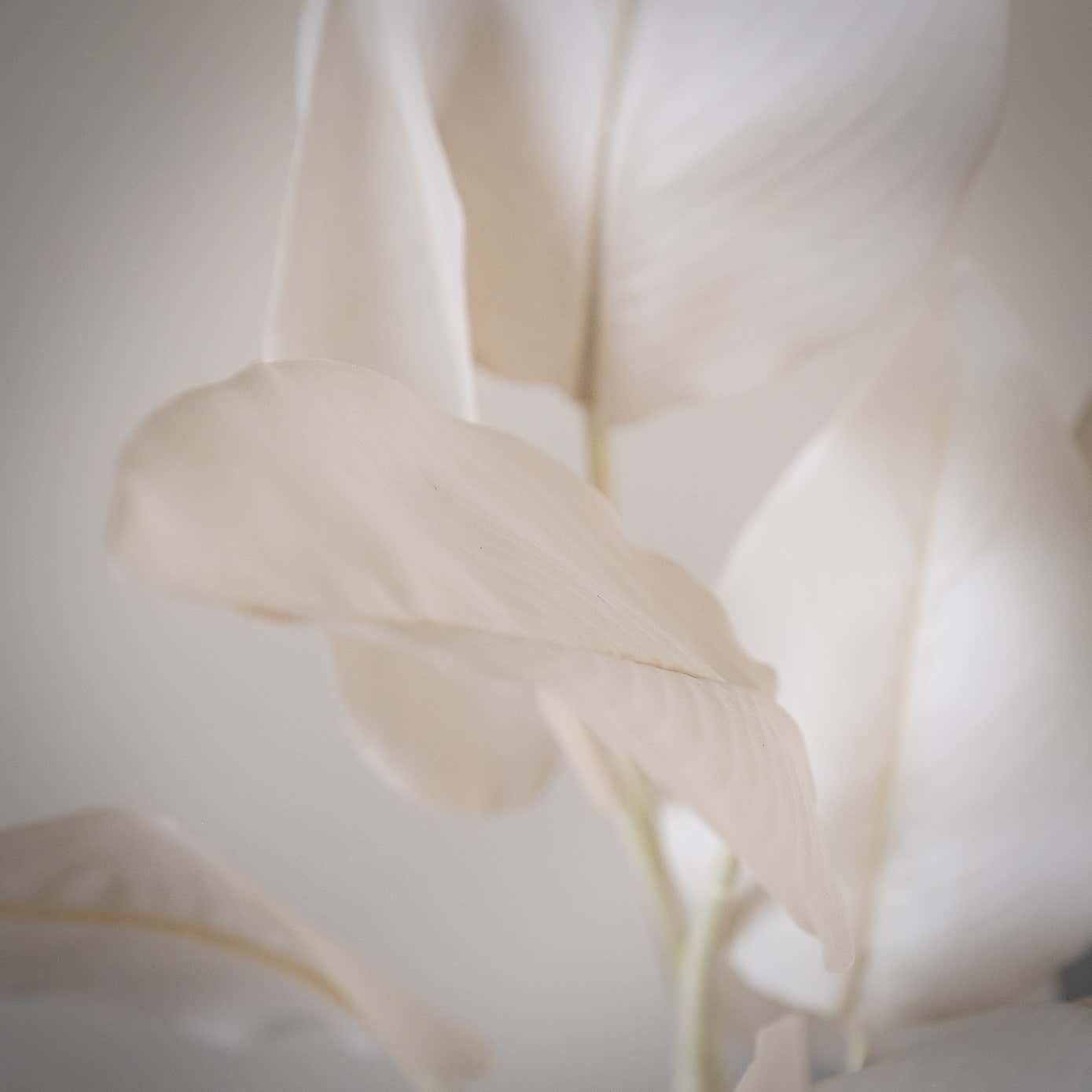 Artificial Cream Bird of Paradise Plant in Black Plant Pot