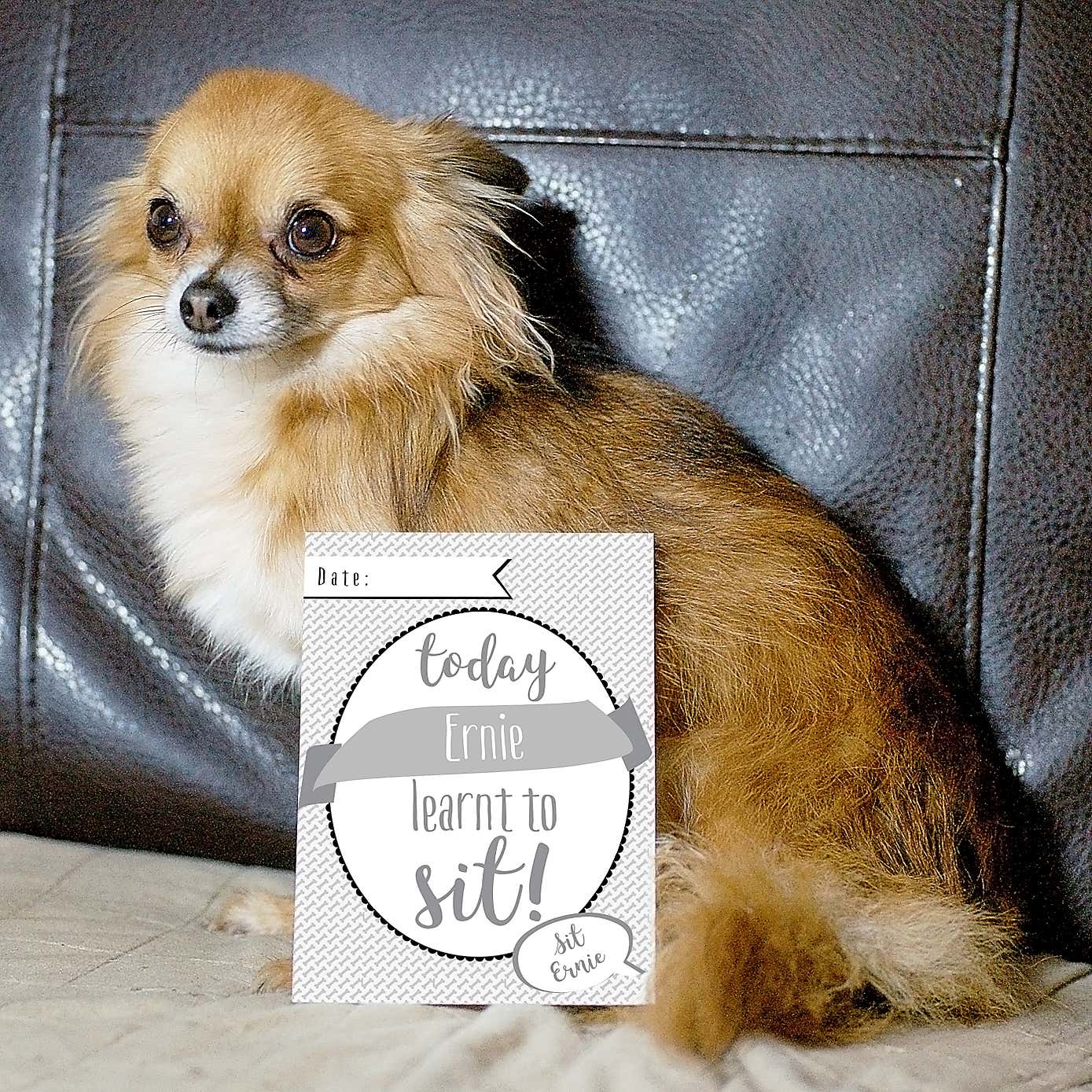 Personalised Puppy Cards Milestone Moments
