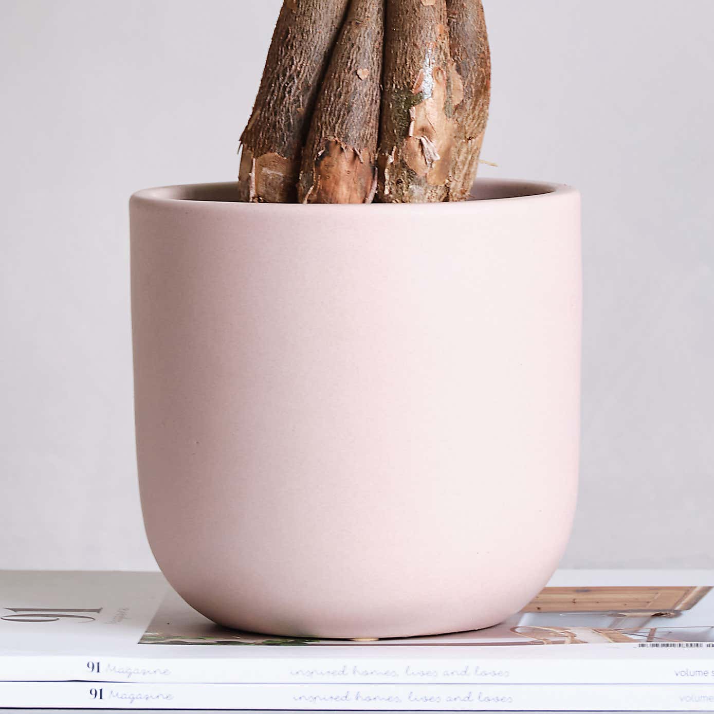 Money Tree House Plant in Earthenware Pot