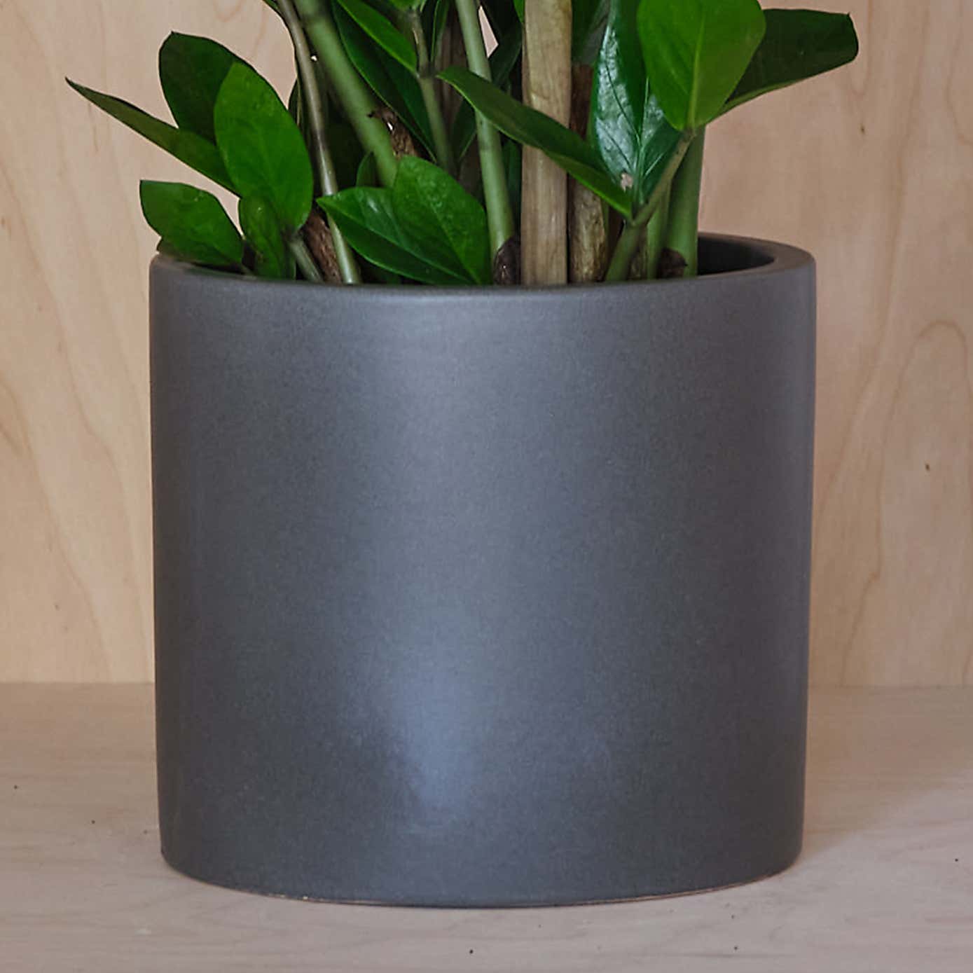 ZZ House Plant in Earthenware Pot