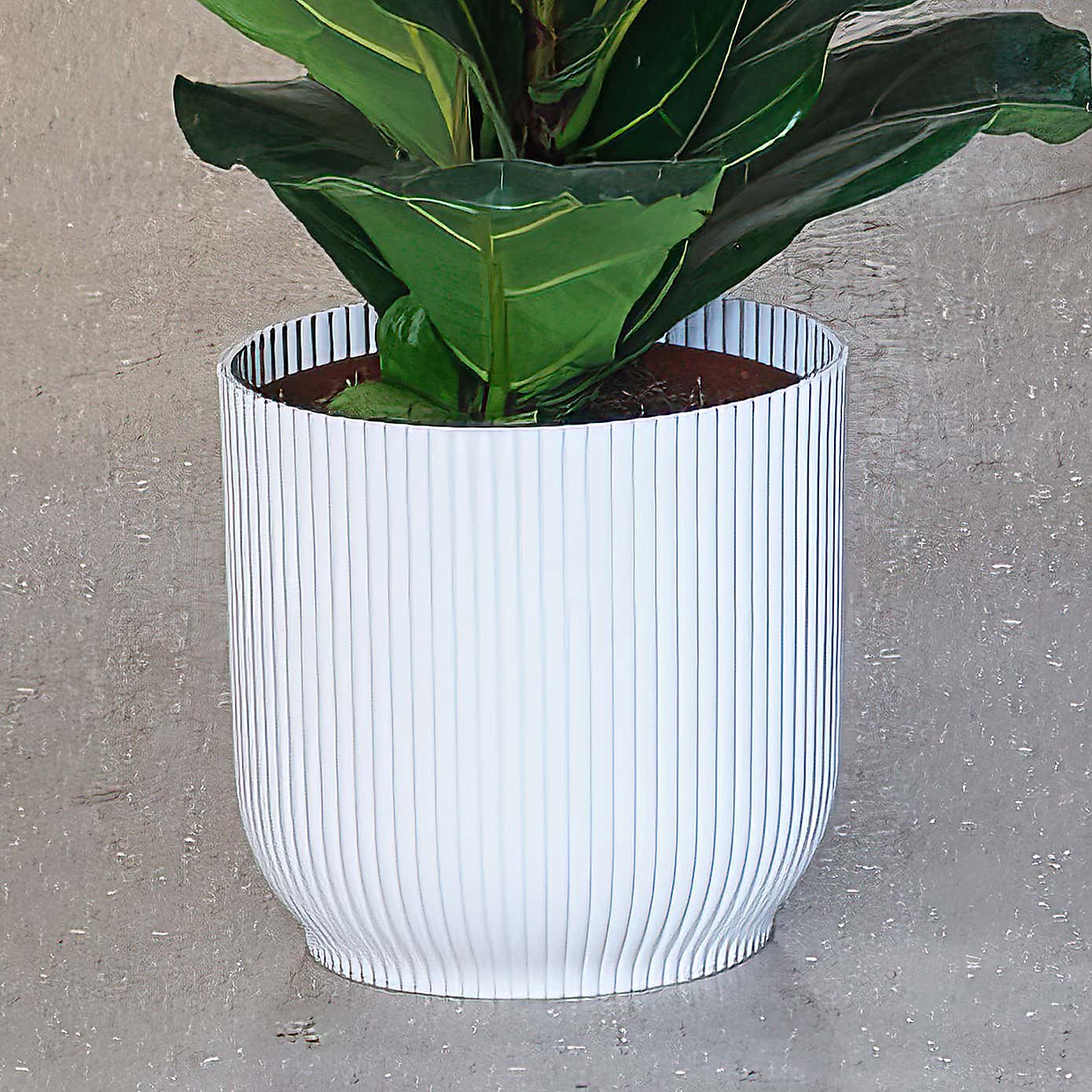 New Home Potted House Plant Bundle