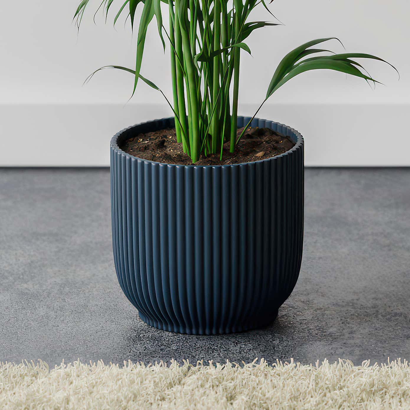 Kentia Palm House Plant in Elho Pot