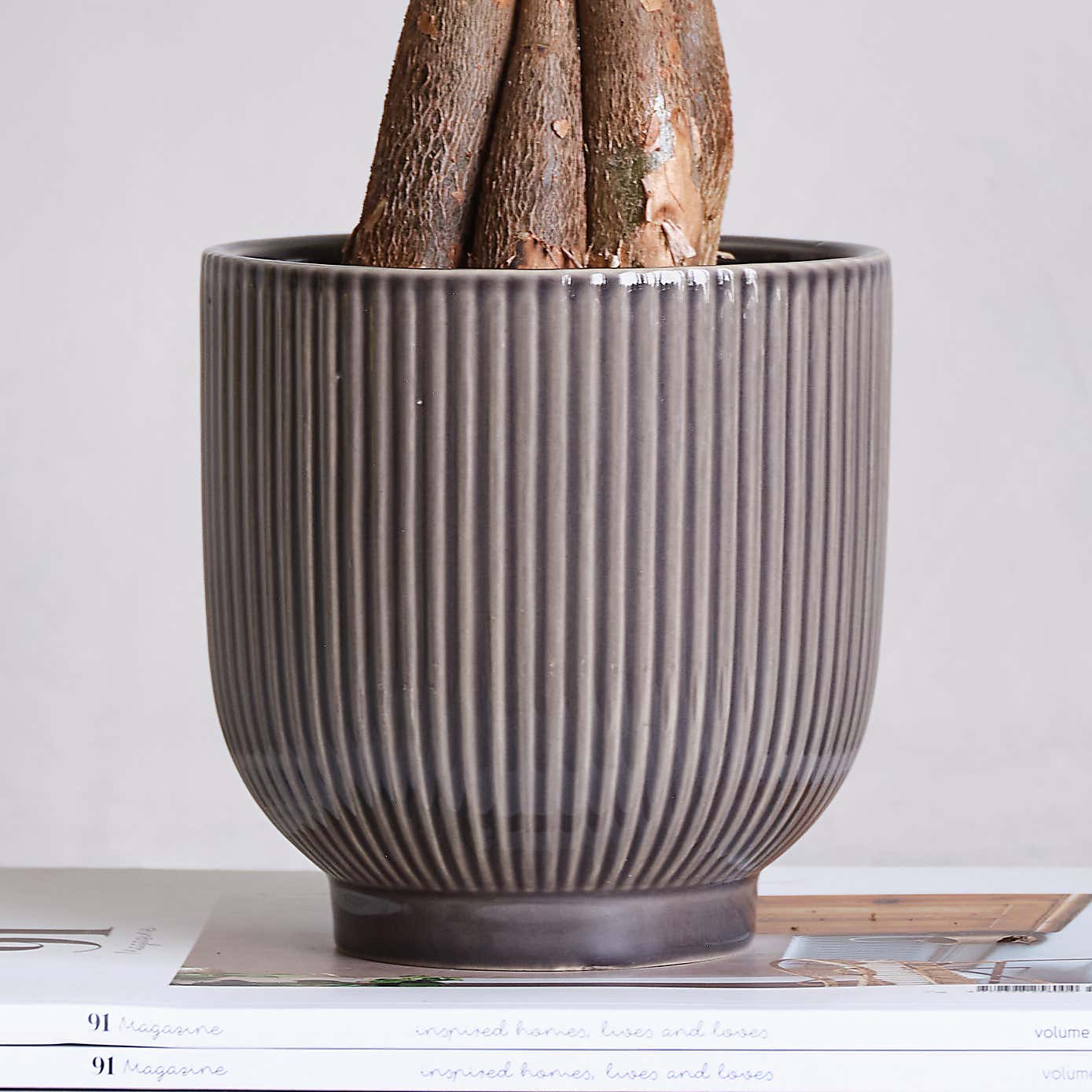 Money Tree House Plant in Ribbed Pot