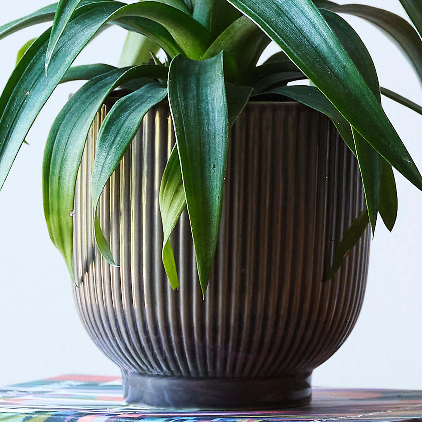Pineapple House Plant in Ribbed Pot