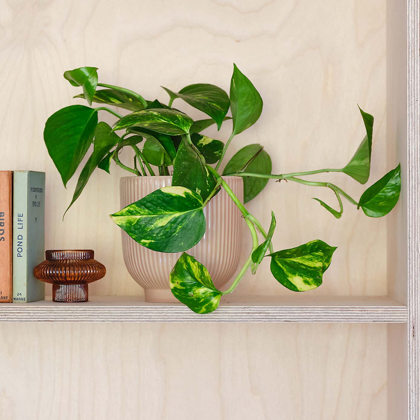 Devil's Ivy House Plant in Ribbed Pot