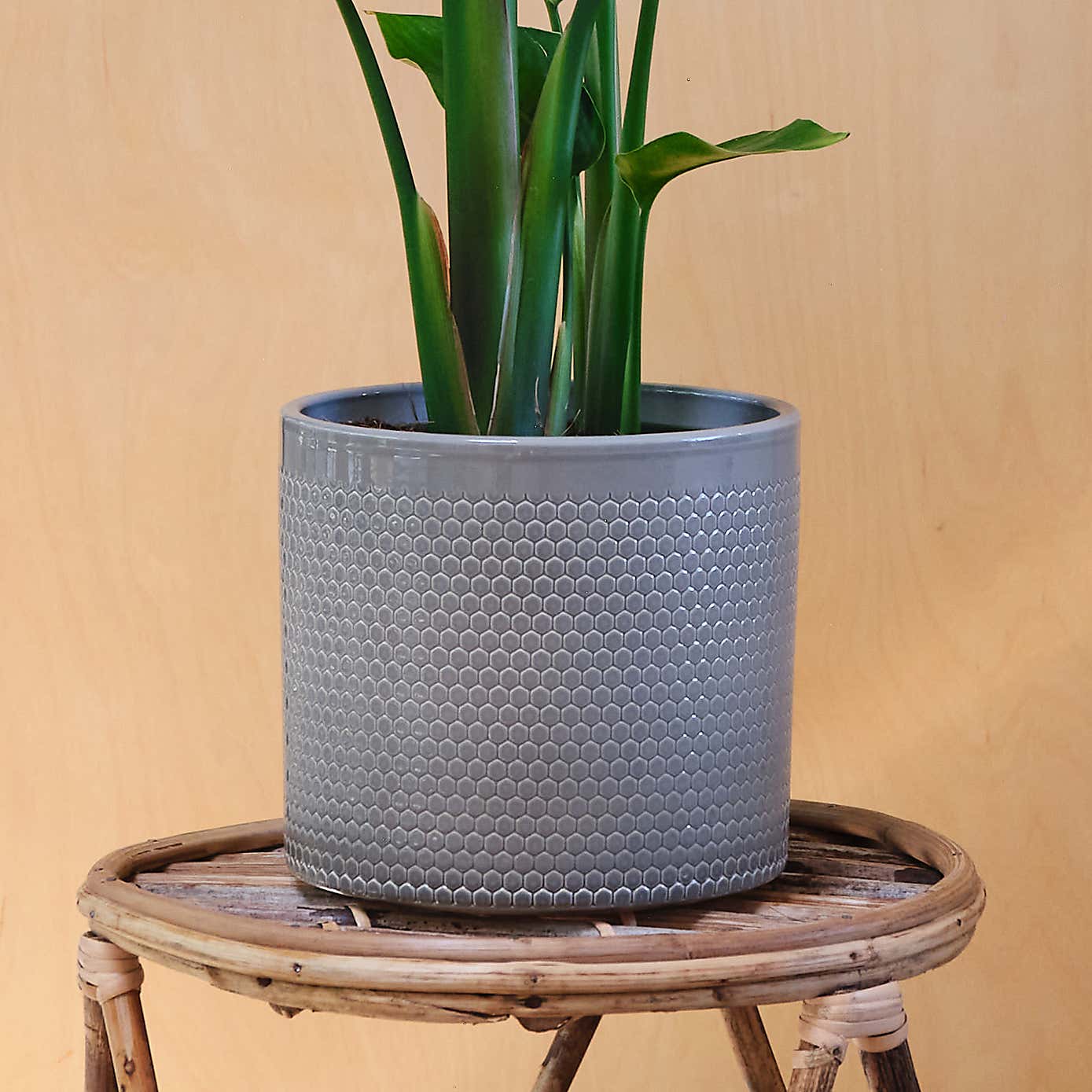 Bird Of Paradise House Plant in Capri Pot