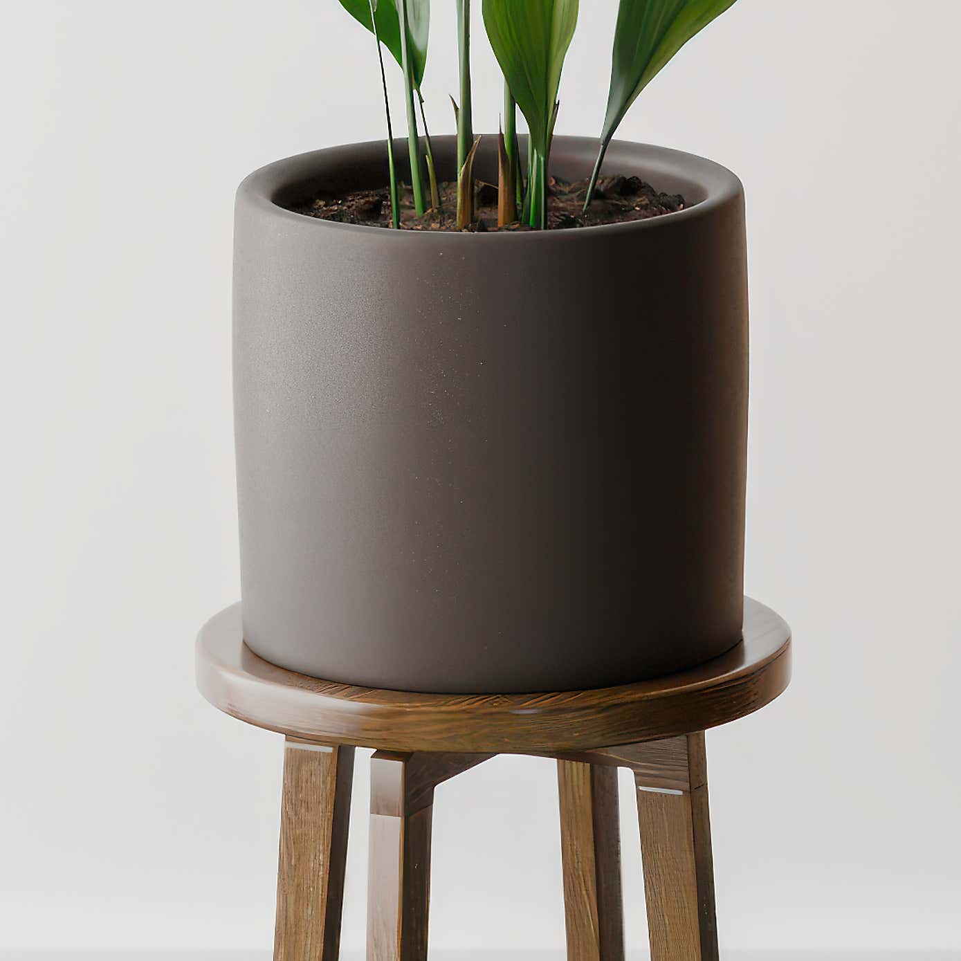 Beards & Daisies Cast Iron House Plant in Earthenware Pot