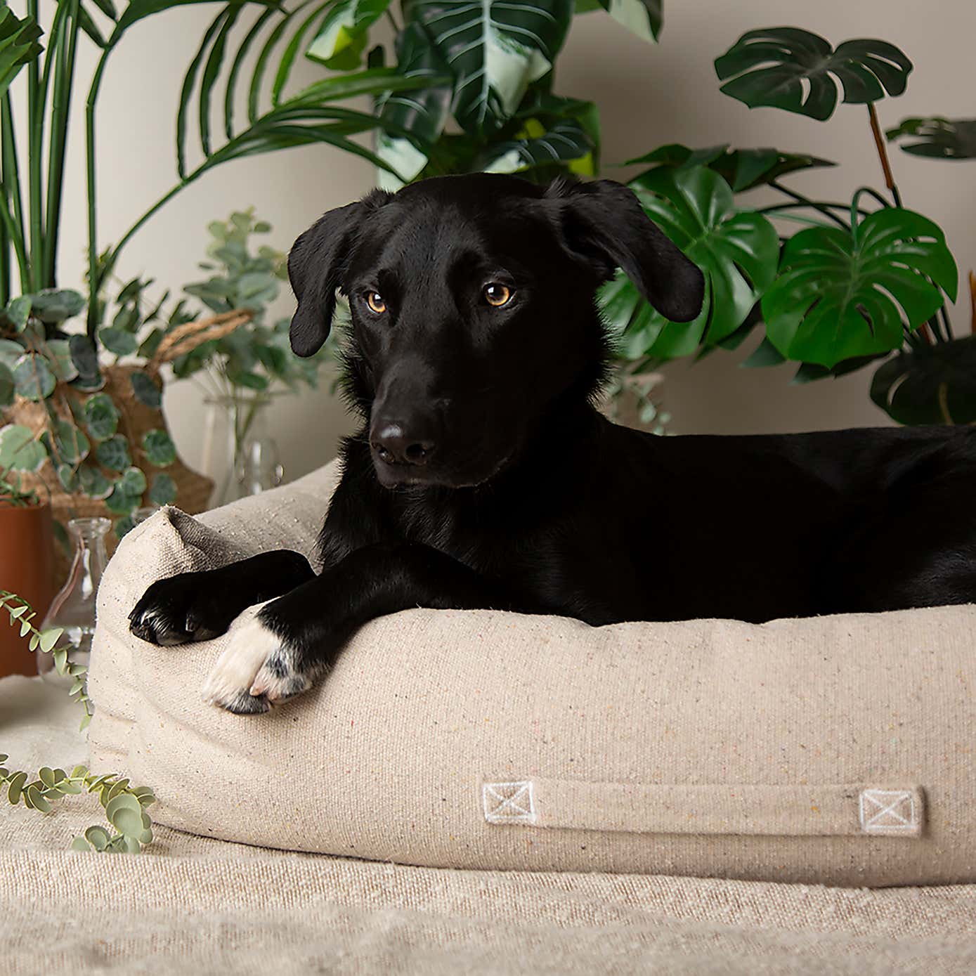 Scruffs 100% Recycled Eden Dog Box Bed