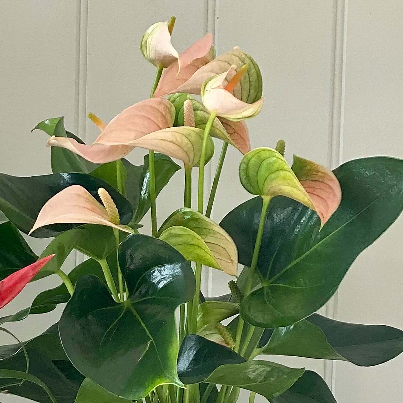 Flowering Potted House Plant Bundle