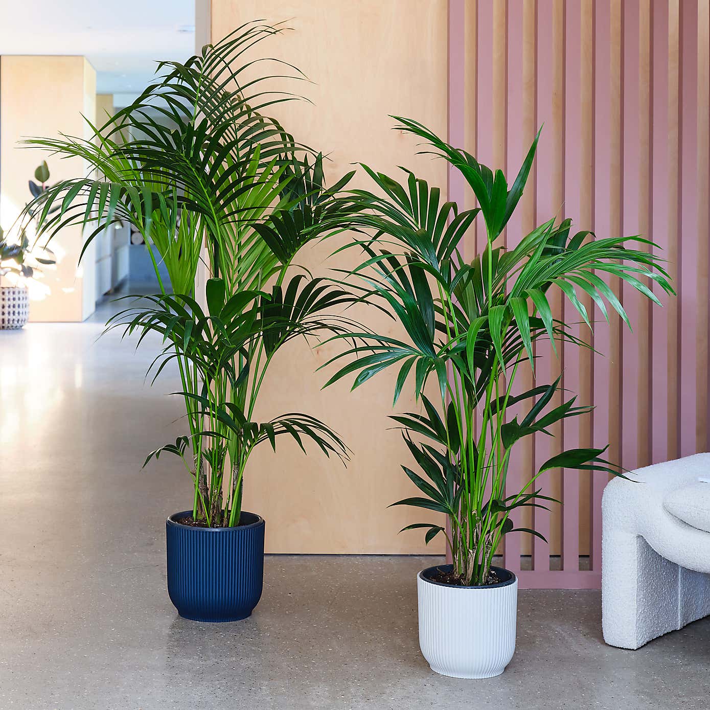 Kentia Palm House Plant in Elho Pot