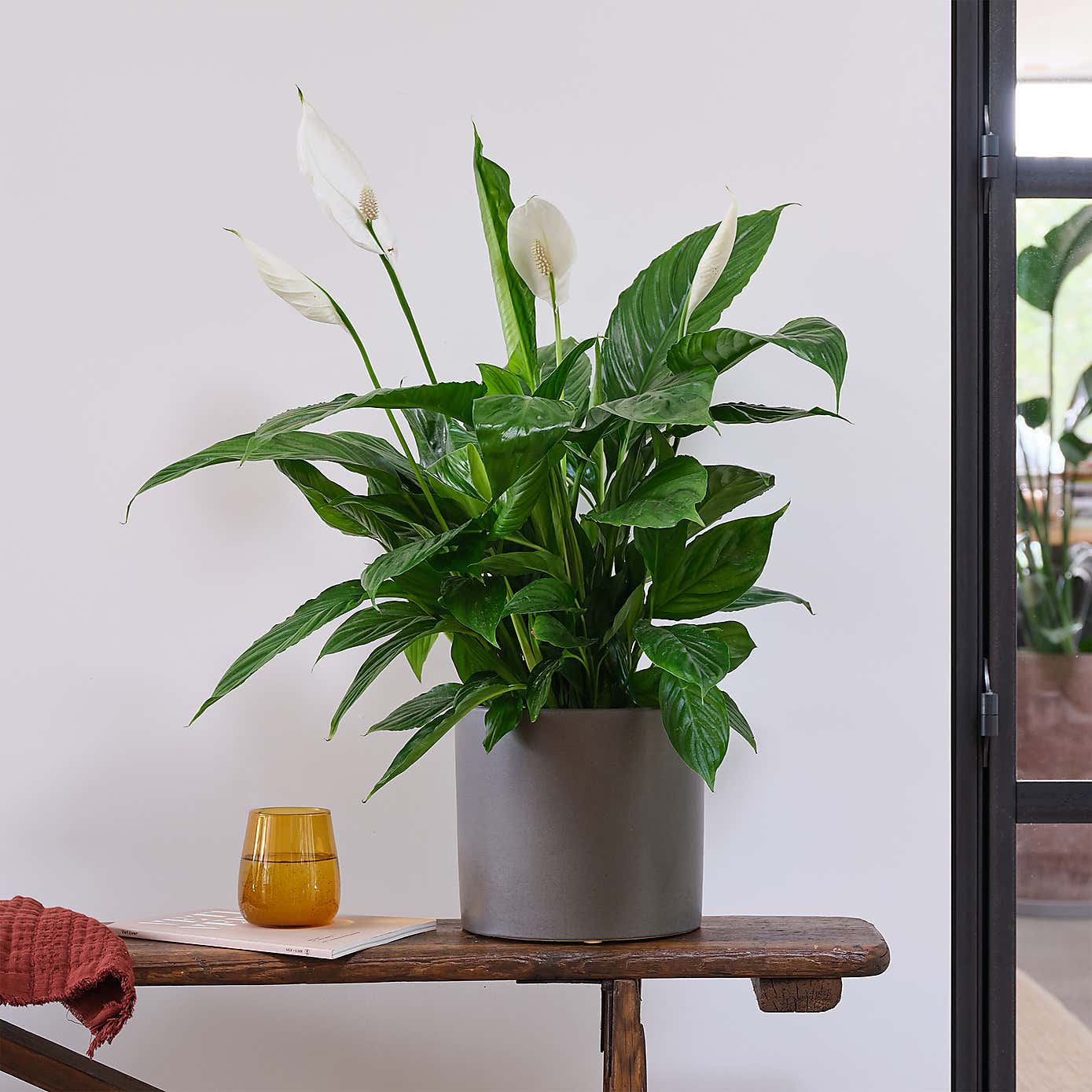 Peace Lily House Plant in Earthenware Pot