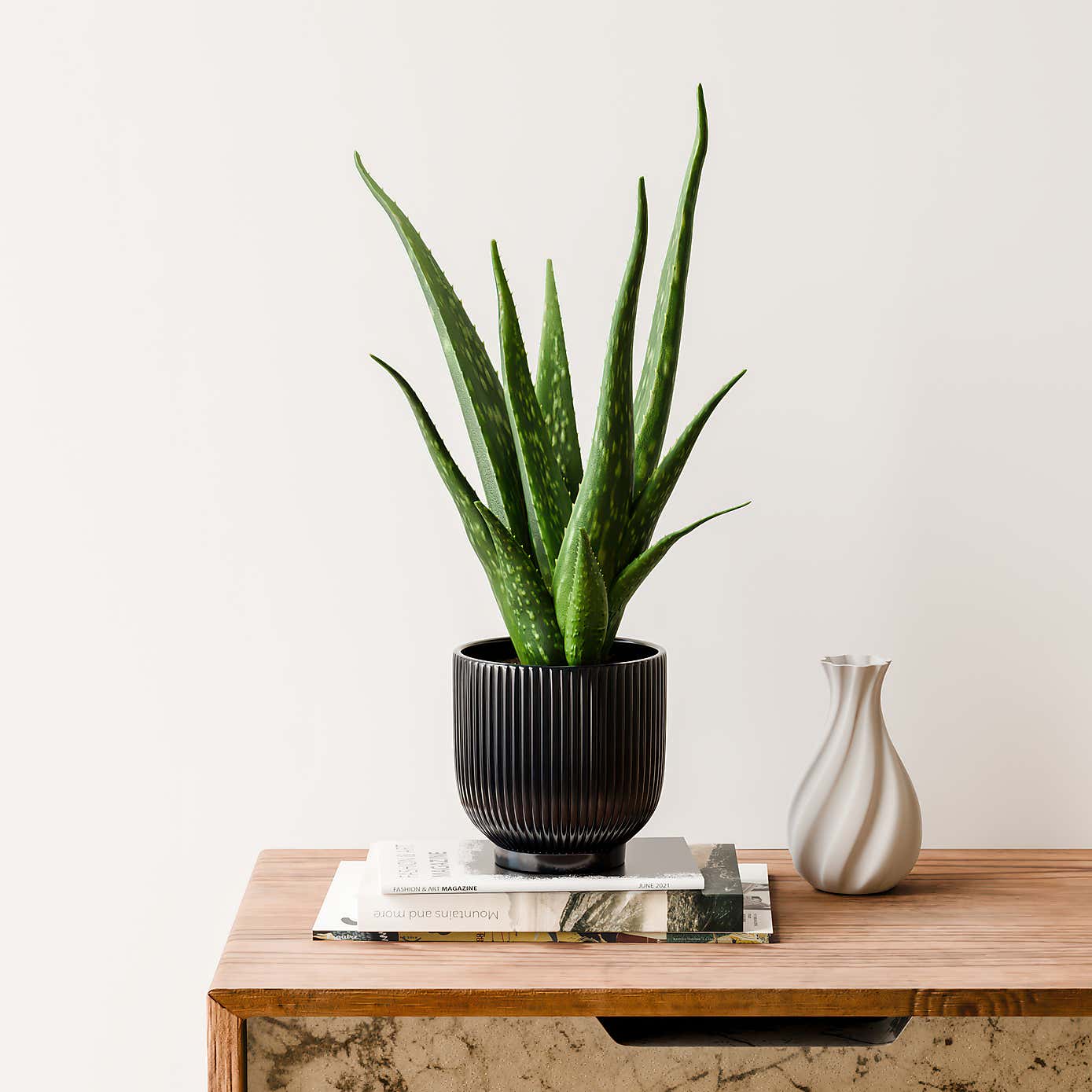 Aloe Vera House Plant in Ribbed Ceramic Pot