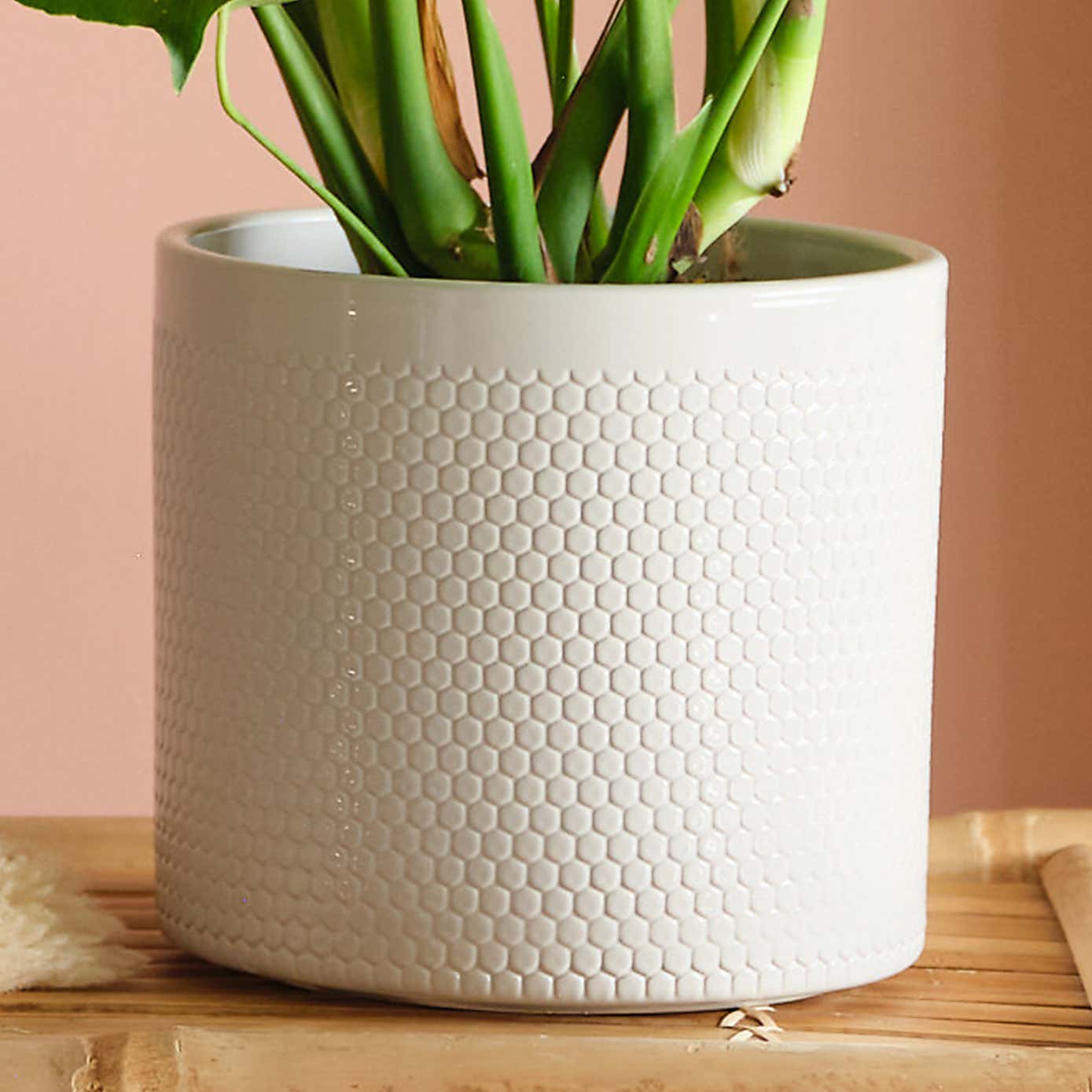 Swiss Cheese House Plant in Capri Pot