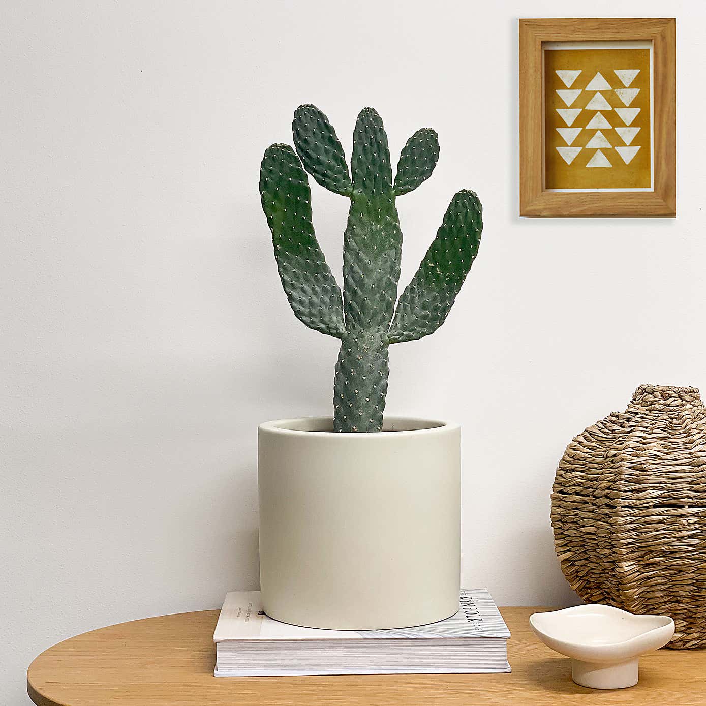 Cowboy Cactus House Plant in Earthenware Pot