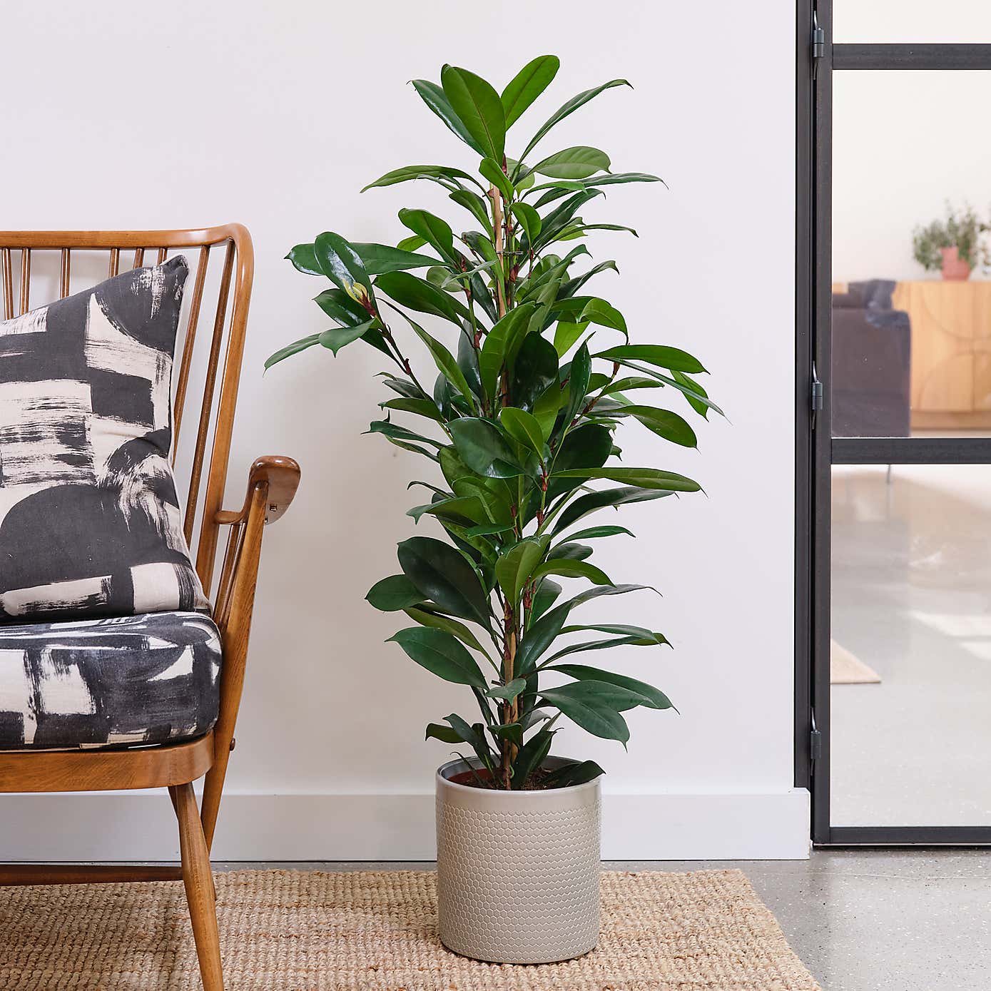 Beards and Daisies Capri Plant Pot