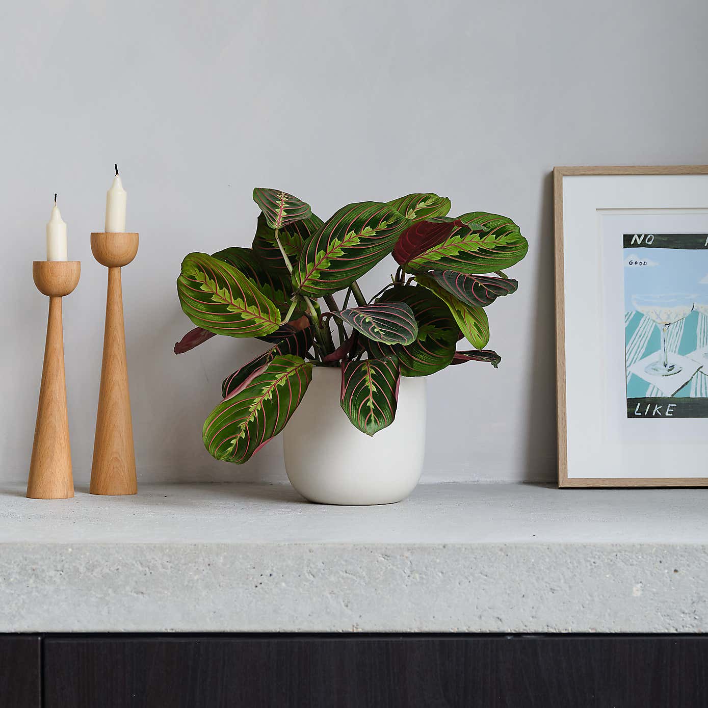 Prayer House Plant in Earthenware Pot