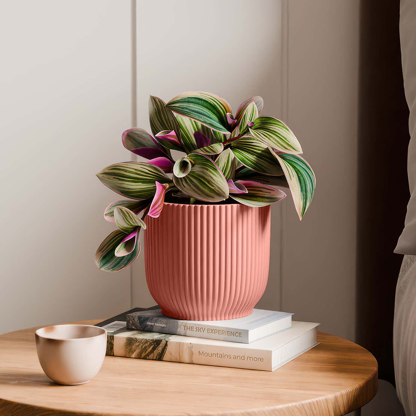 Tradescantia Nanouk House Plant in Elho Vibes Pot
