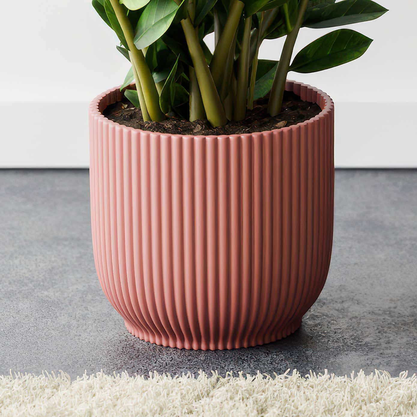 ZZ House Plant in Elho Pot