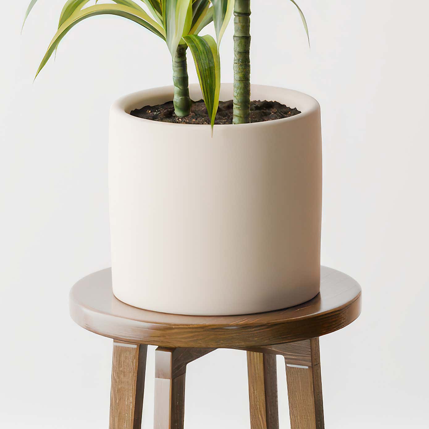 Dracaena Lemon & Lime House Plant in Earthenware Pot