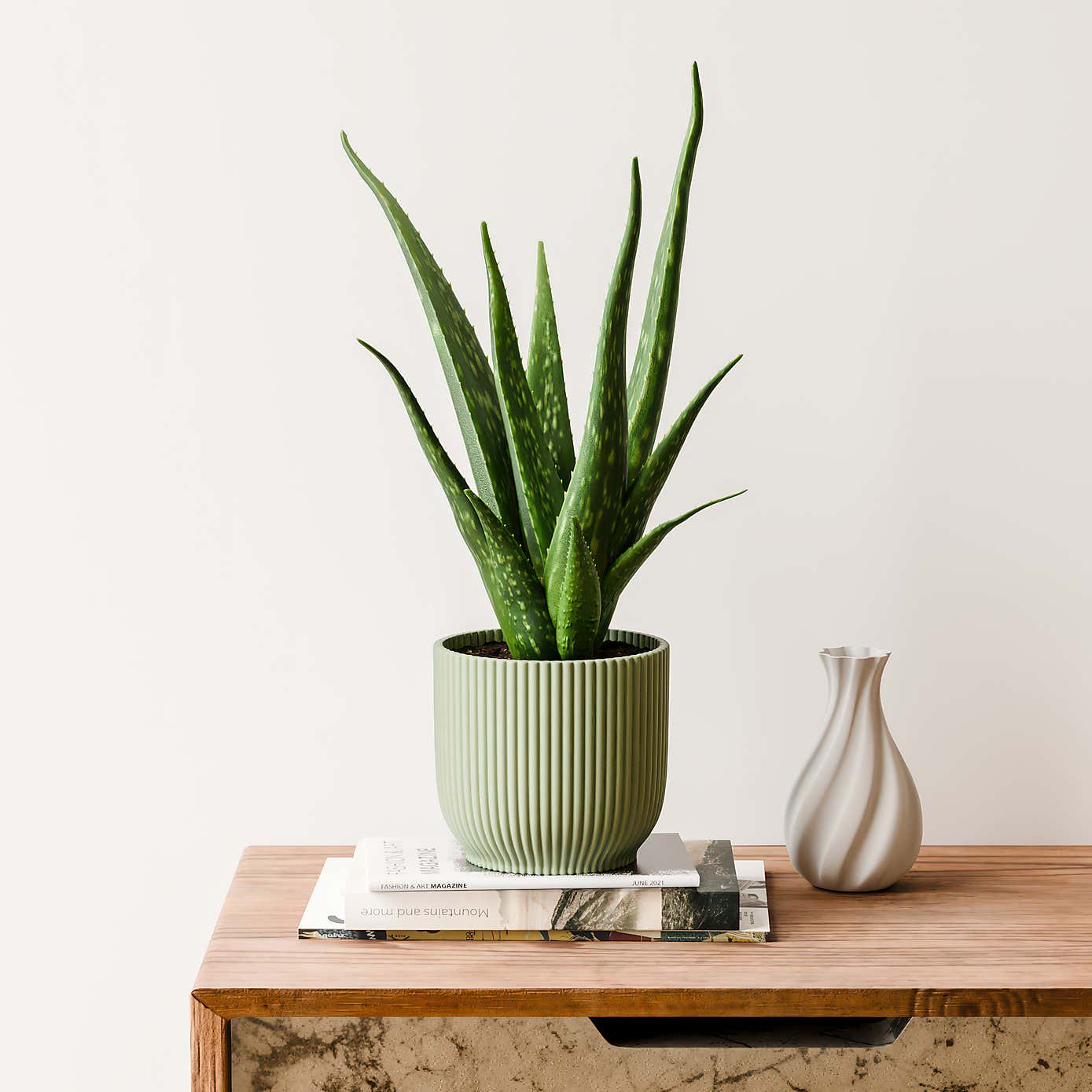 Aloe Vera House Plant in Elho Vibes Pot