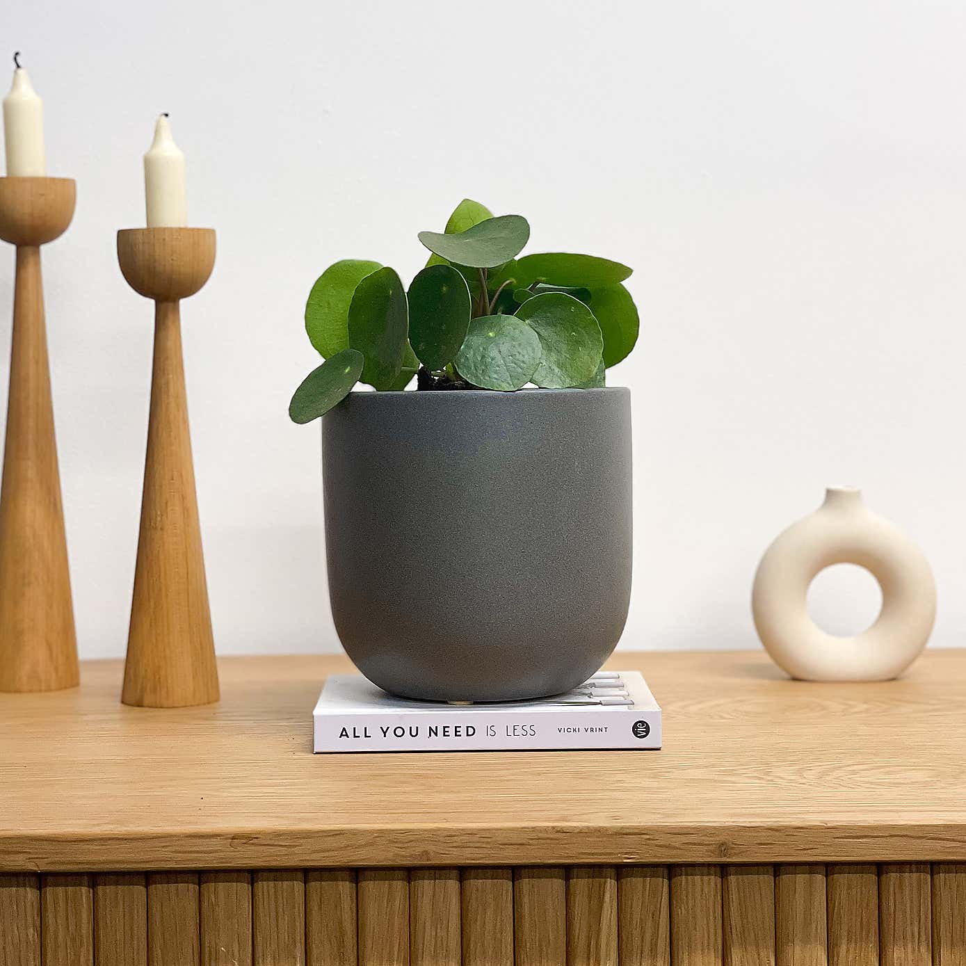 Chinese Money House Plant in Earthenware Pot