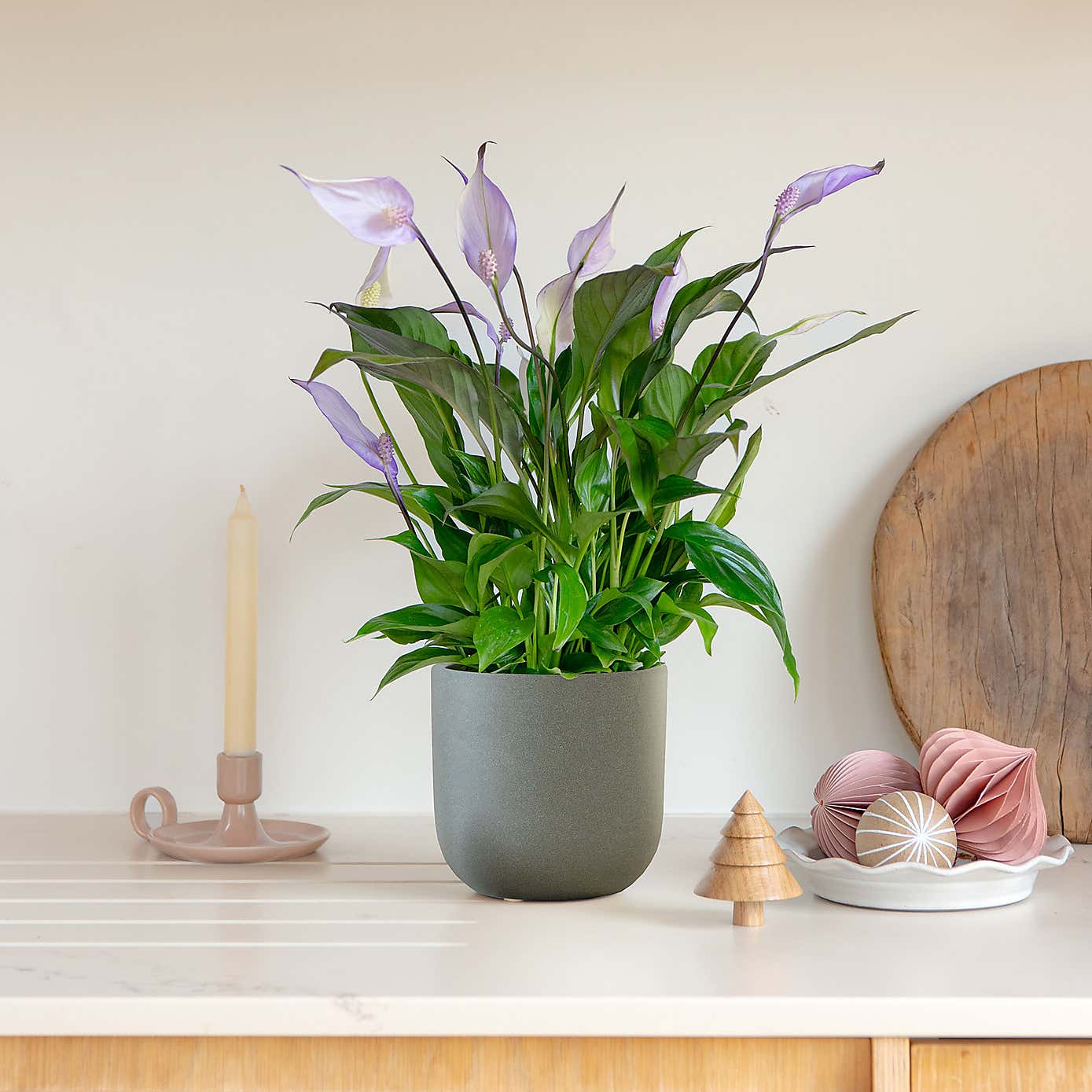Lilac Peace Lily House Plant in Earthenware Pot