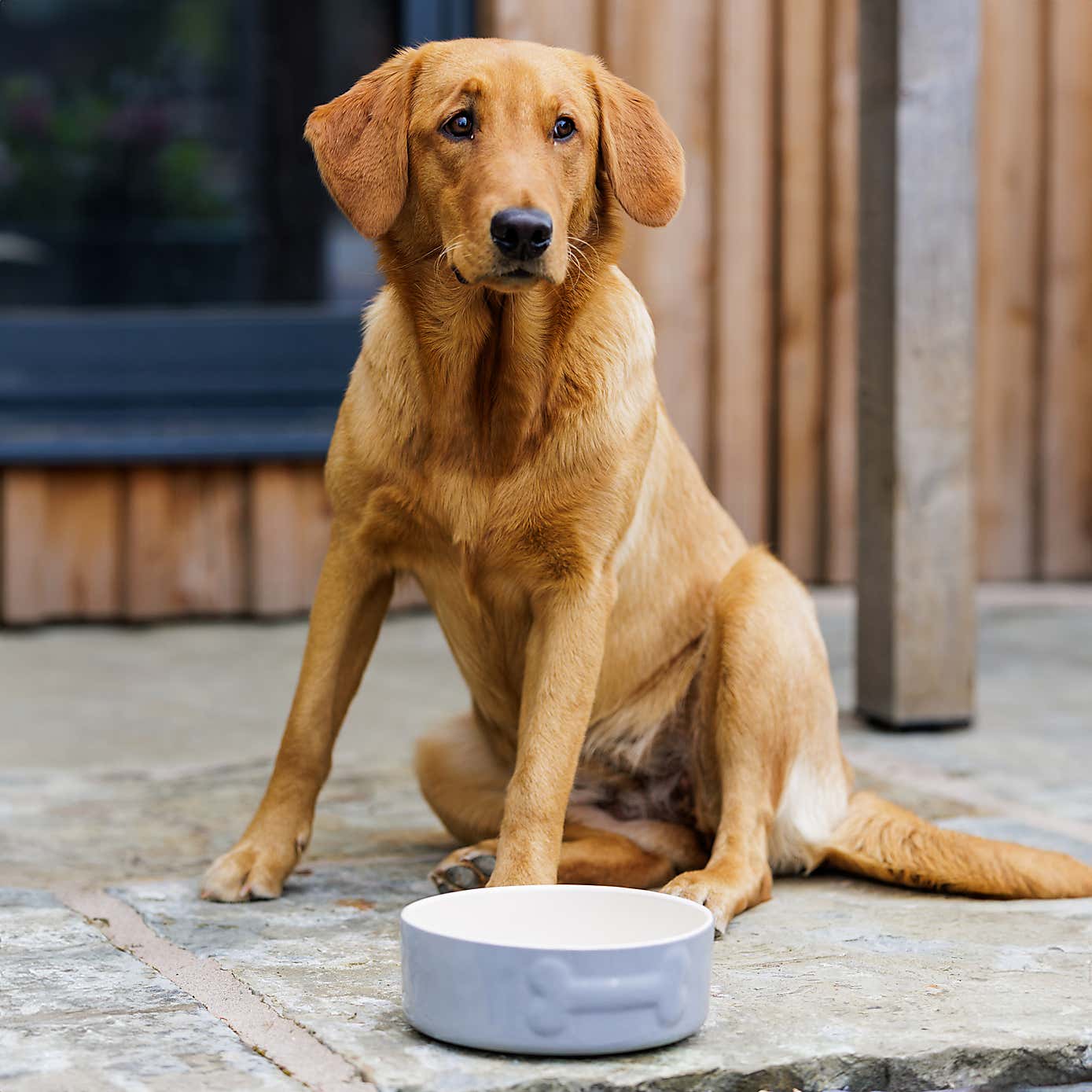 Mason Cash Set of 2 Bone Dog Bowls