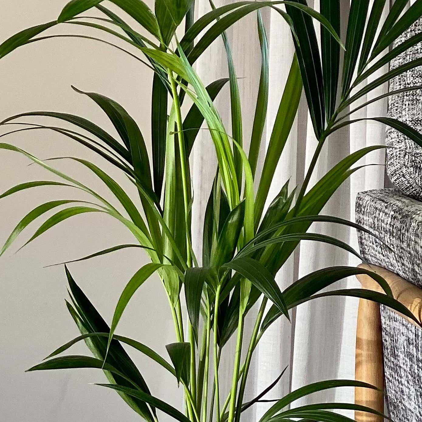 Bird of Paradise & Kentia Palm Potted House Plant Bundle