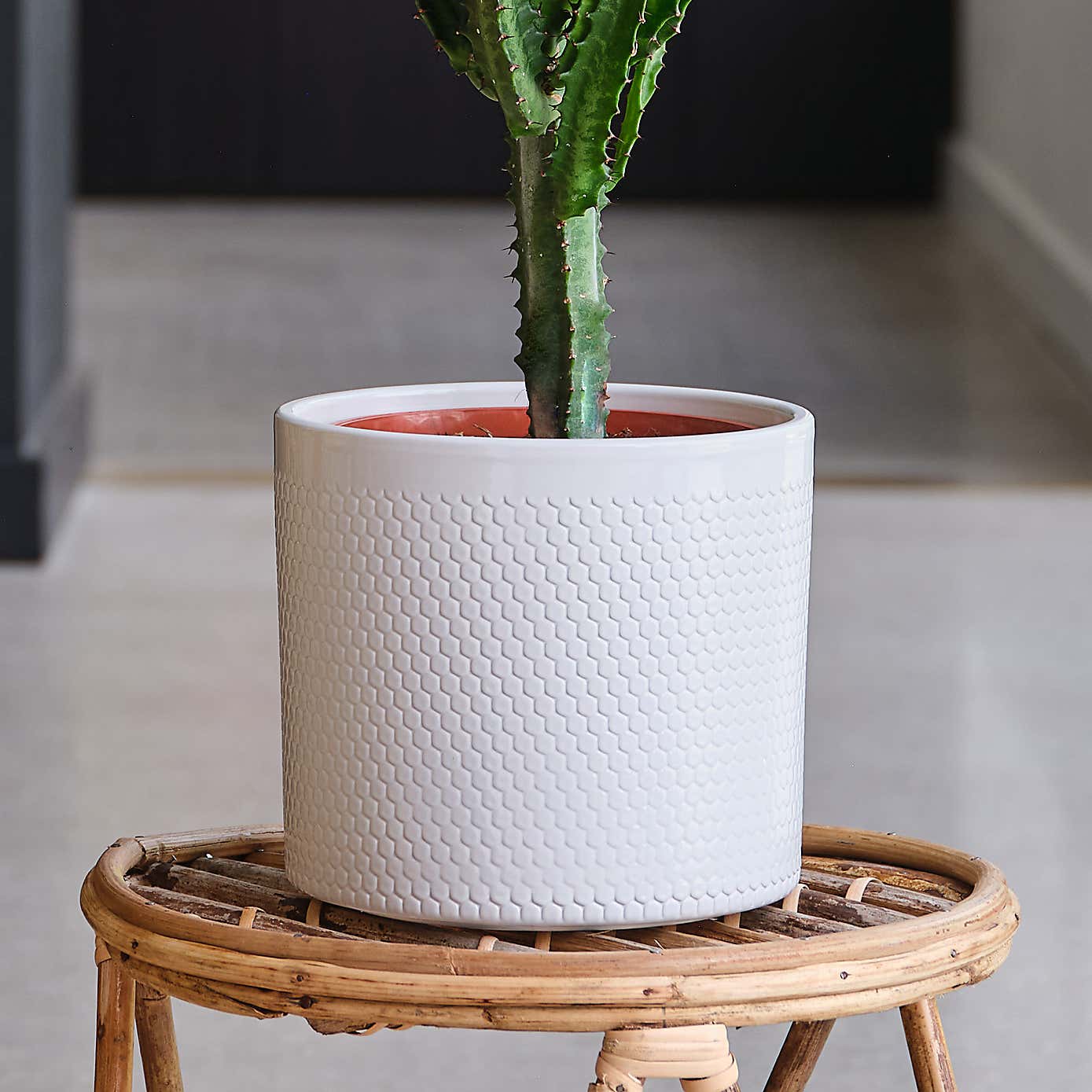 Euphorbia Trigona House Plant in Capri Pot
