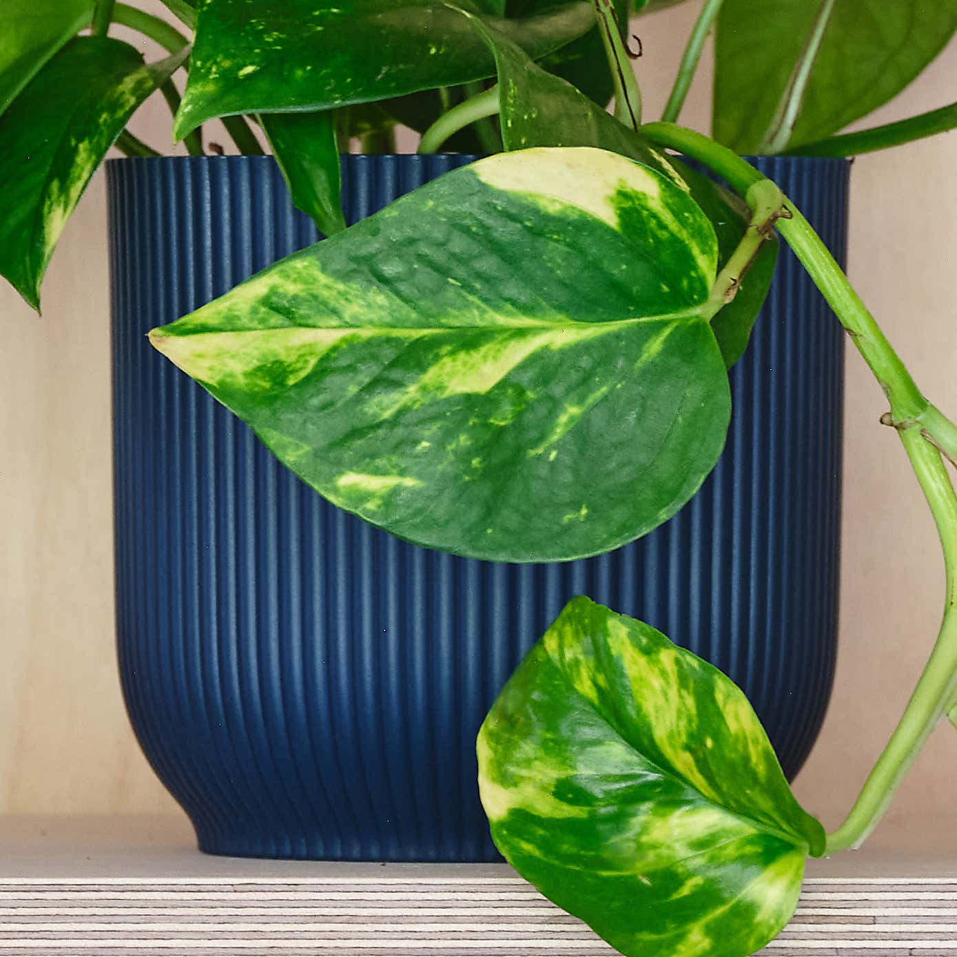 Devil's Ivy House Plant in Elho Pot