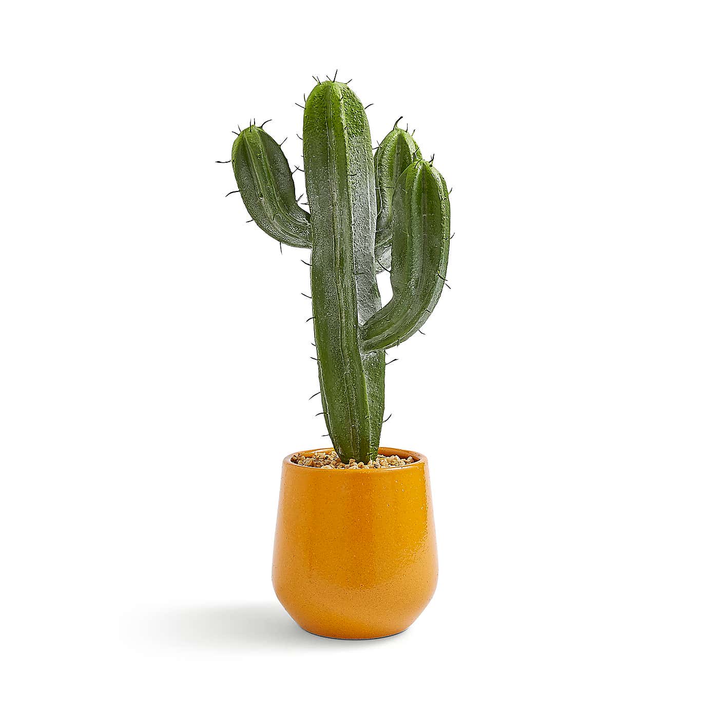 Sunbeam XL Cactus in Ceramic Pot