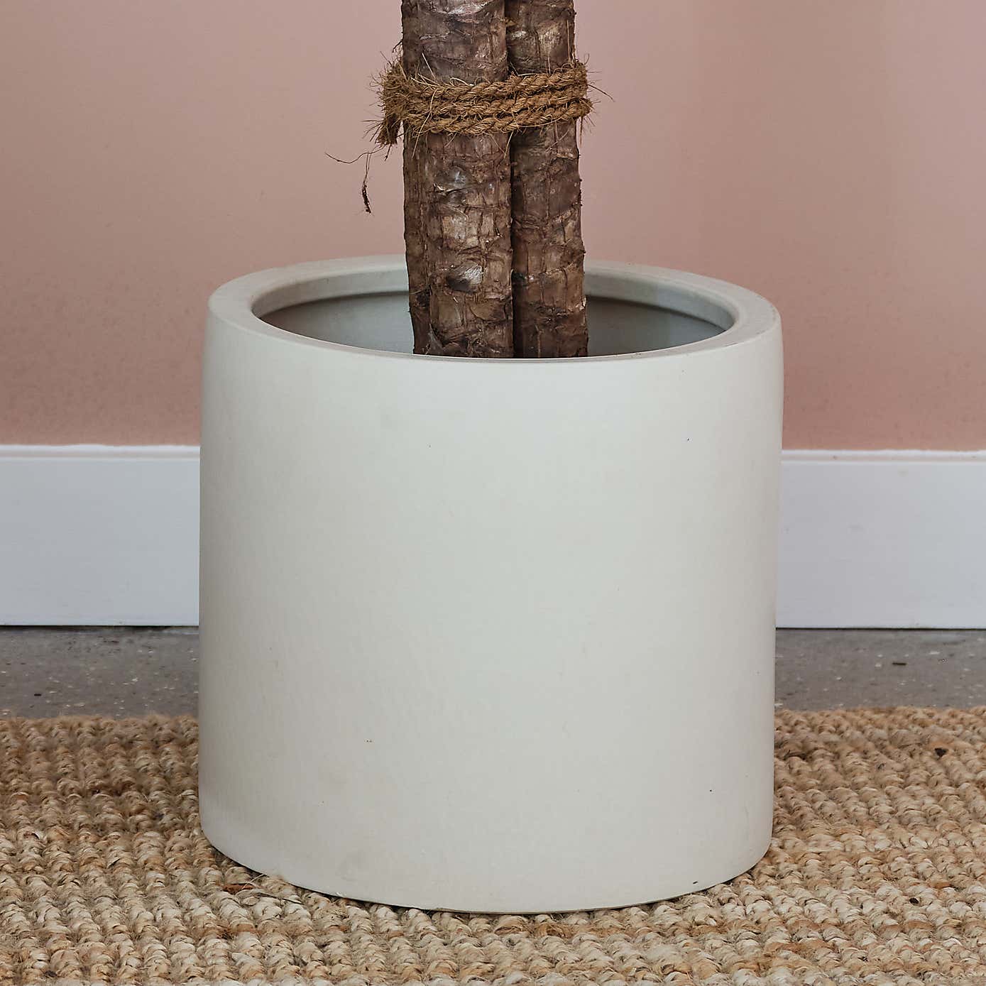 Yucca House Plant in Earthenware Pot