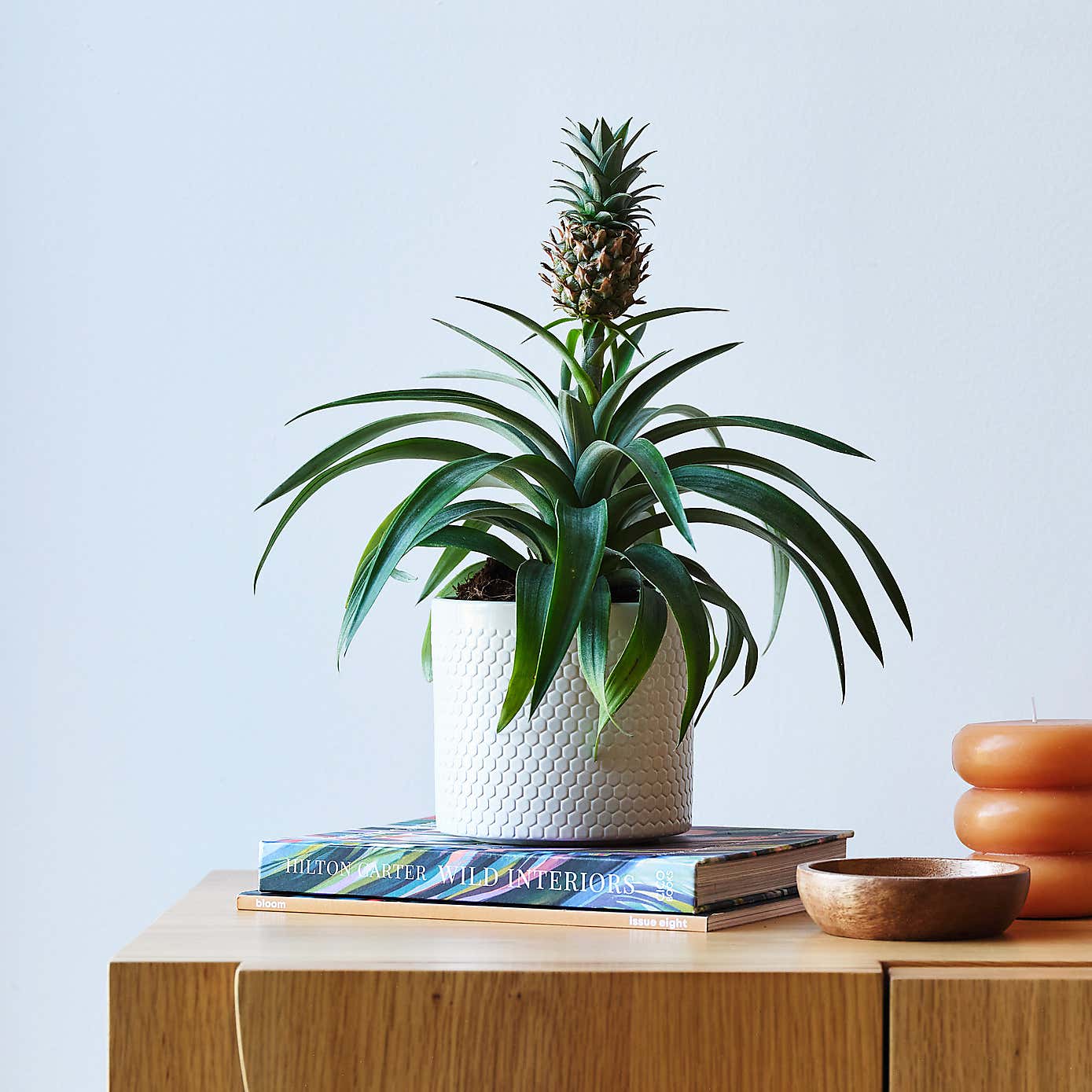 Pineapple House Plant in Capri Pot