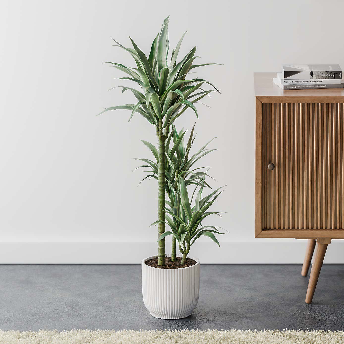 Beards & Daisies Dracaena Warneckei House Plant in Elho Pot
