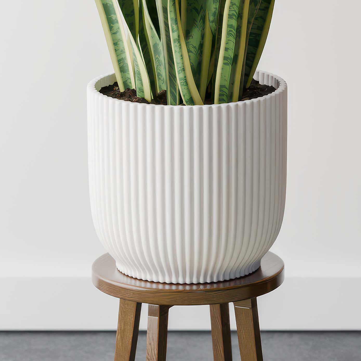 Beards & Daisies Snake Plant House Plant in Vibes Pot