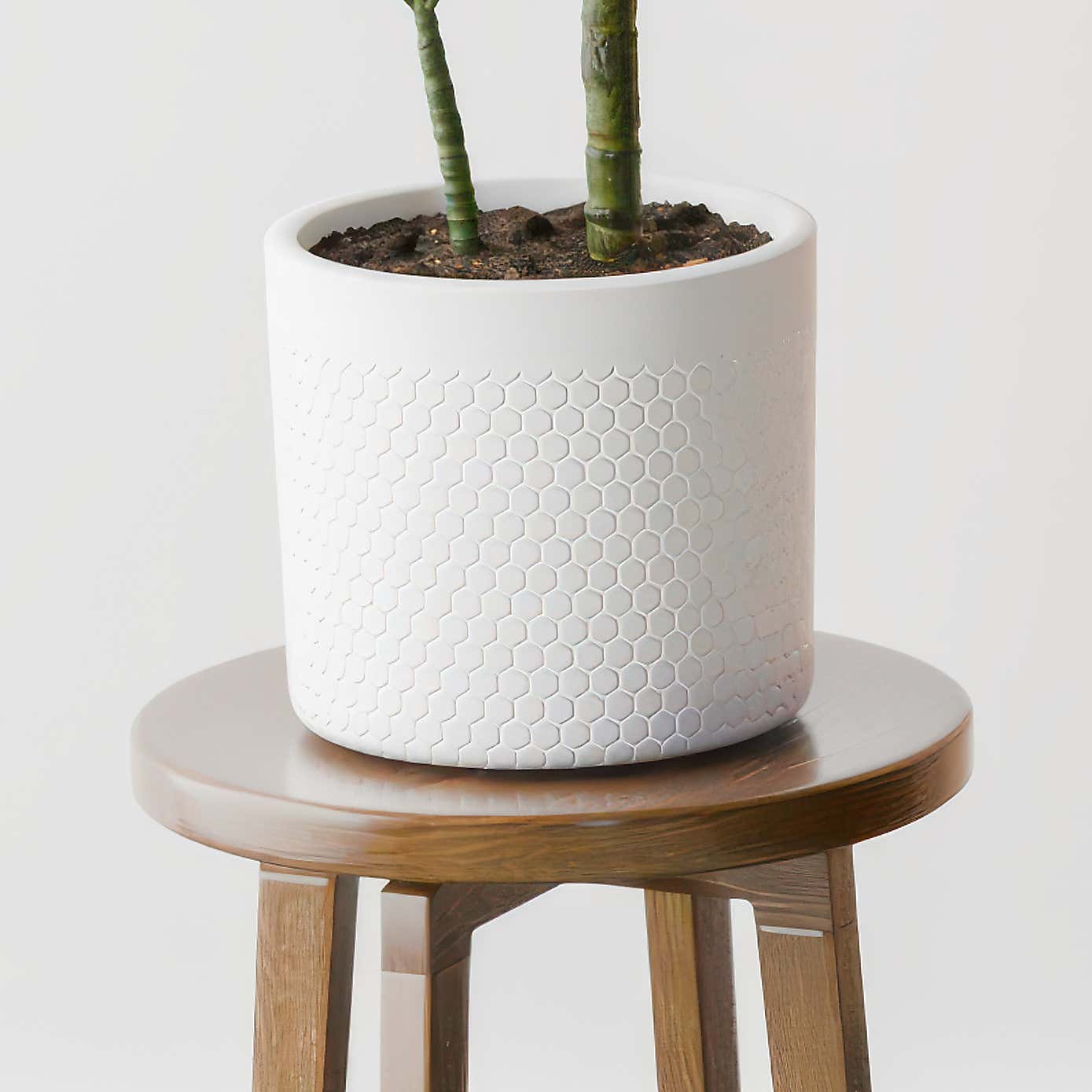 Beards & Daisies Dracaena Steudneri House Plant in Capri Pot