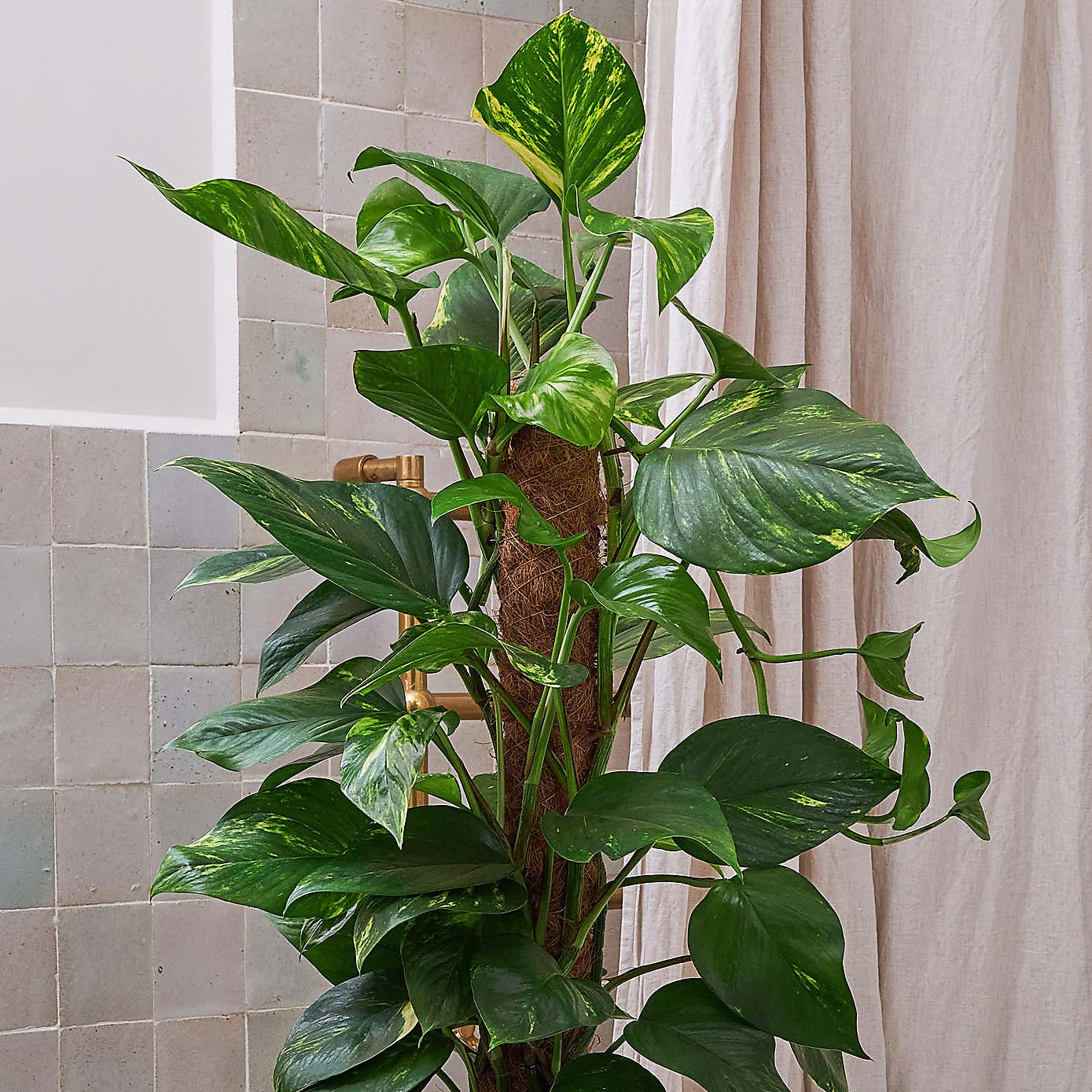 Beards & Daisies Devil's Ivy Moss Pole House Plant