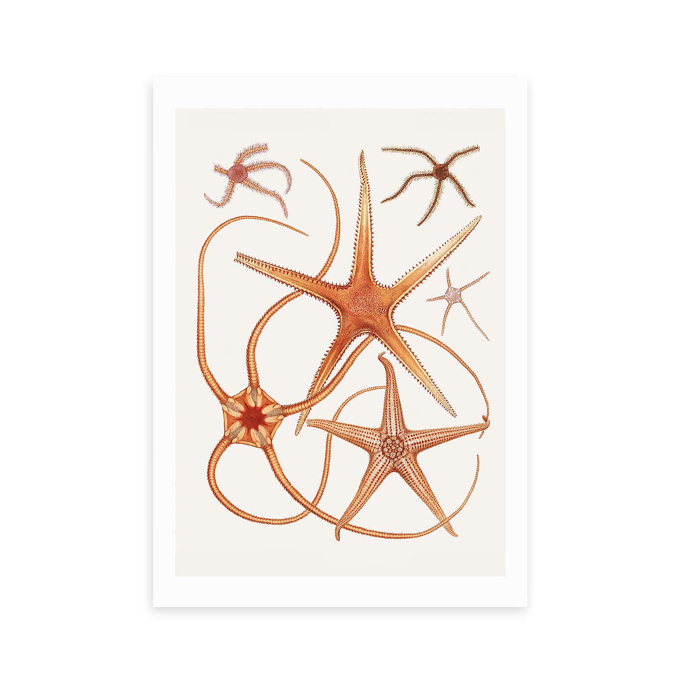 East End Prints Vintage Starfish 2 Print