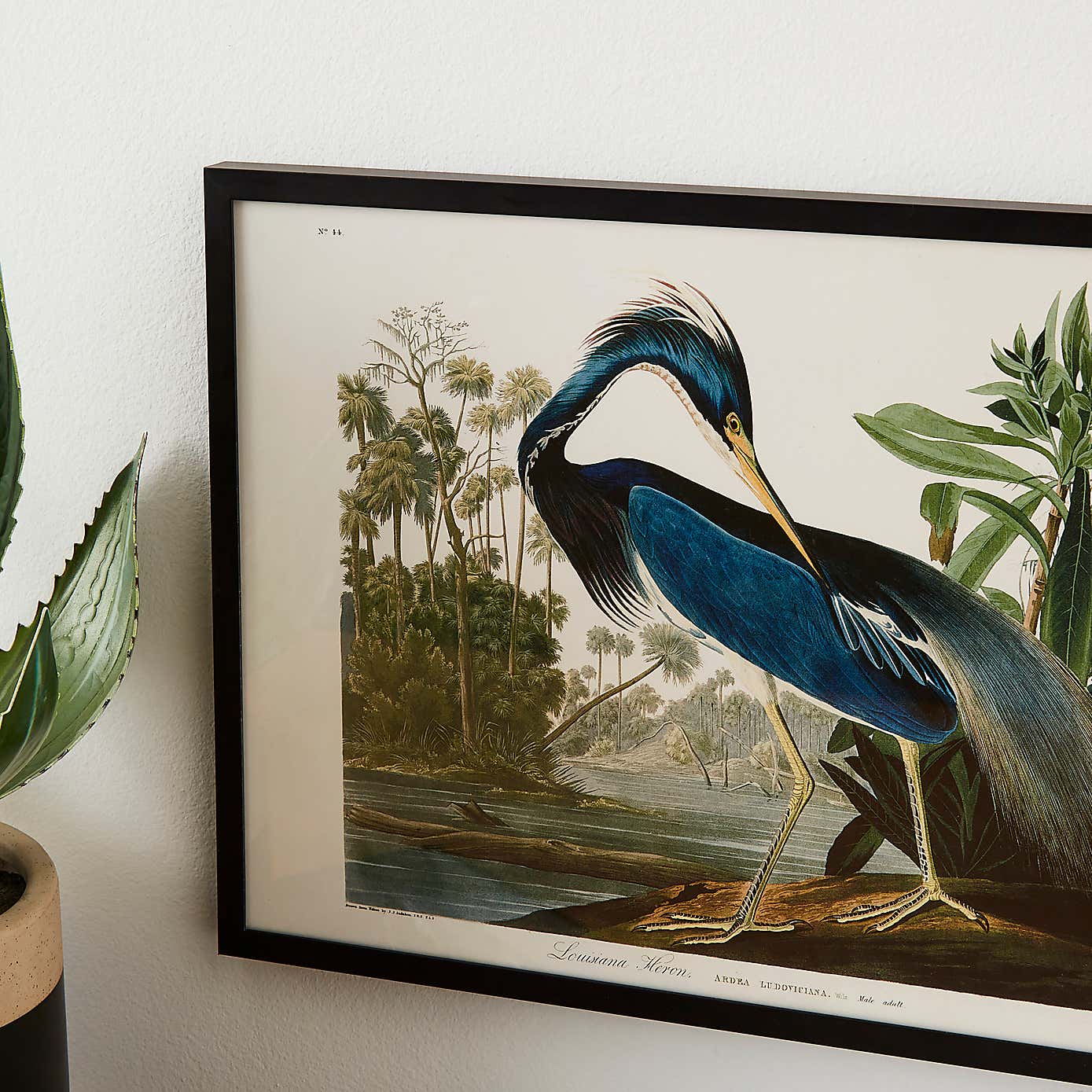JJ Audubon Louisiana Heron Poster