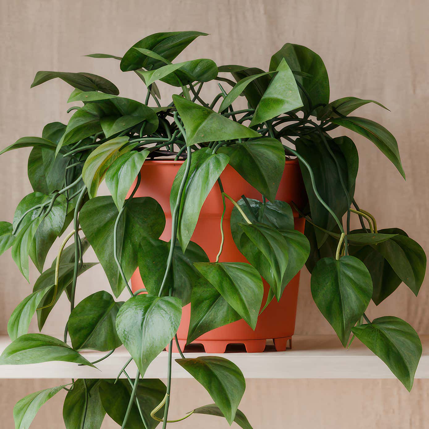 Beards & Daisies Trailing Philodendron Scandens House Plants