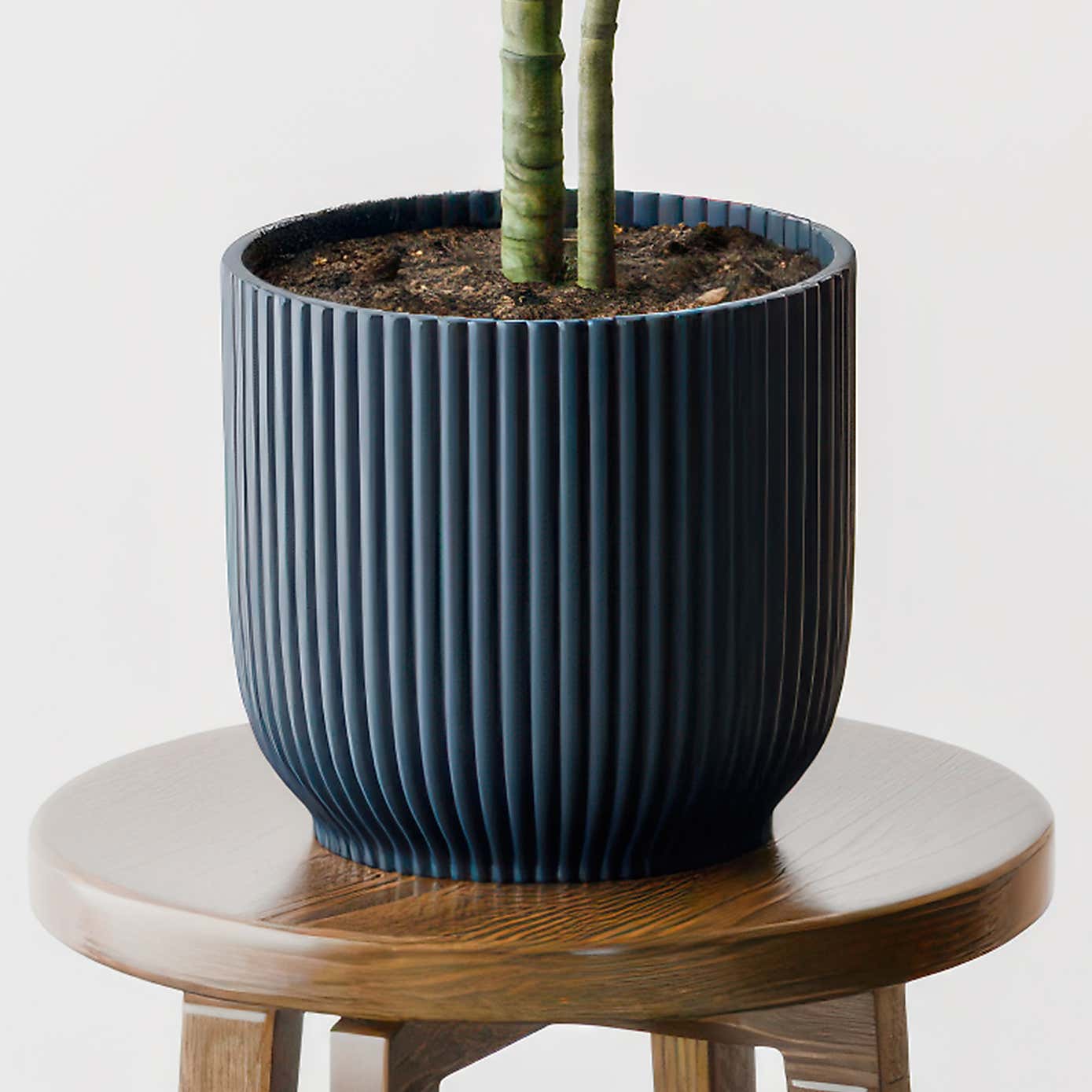 Beards & Daisies Dracaena Warneckei House Plant in Elho Pot