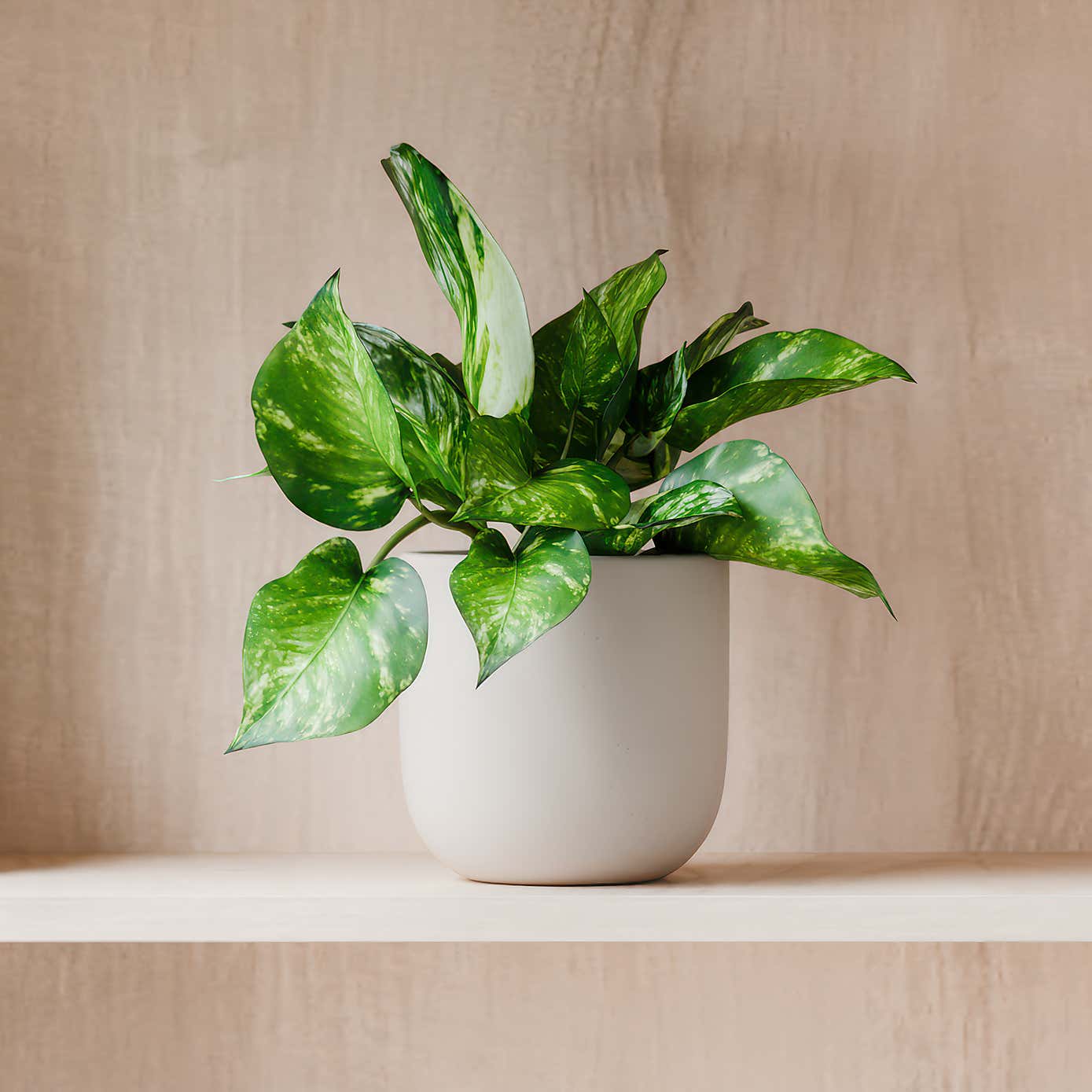 Beards & Daisies Marble Queen Pothos House Plant in Earthenware Pot