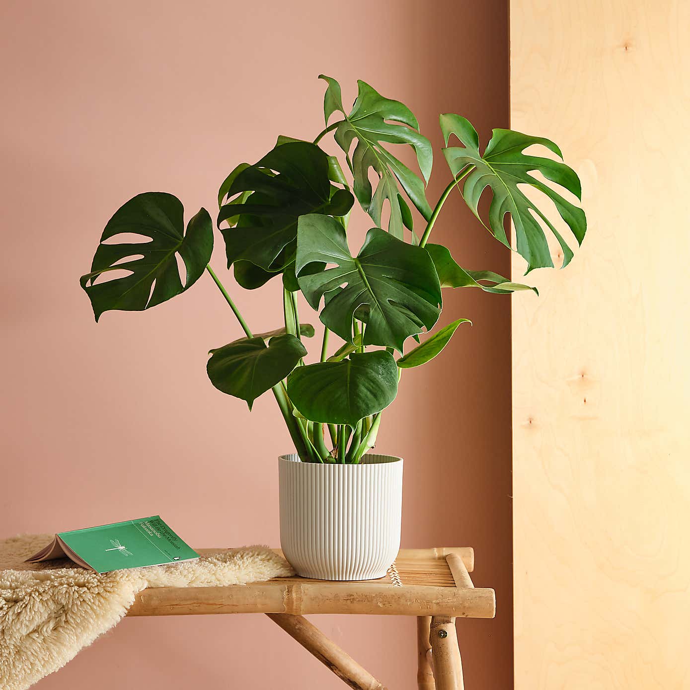 Swiss Cheese House Plant in Elho Pot