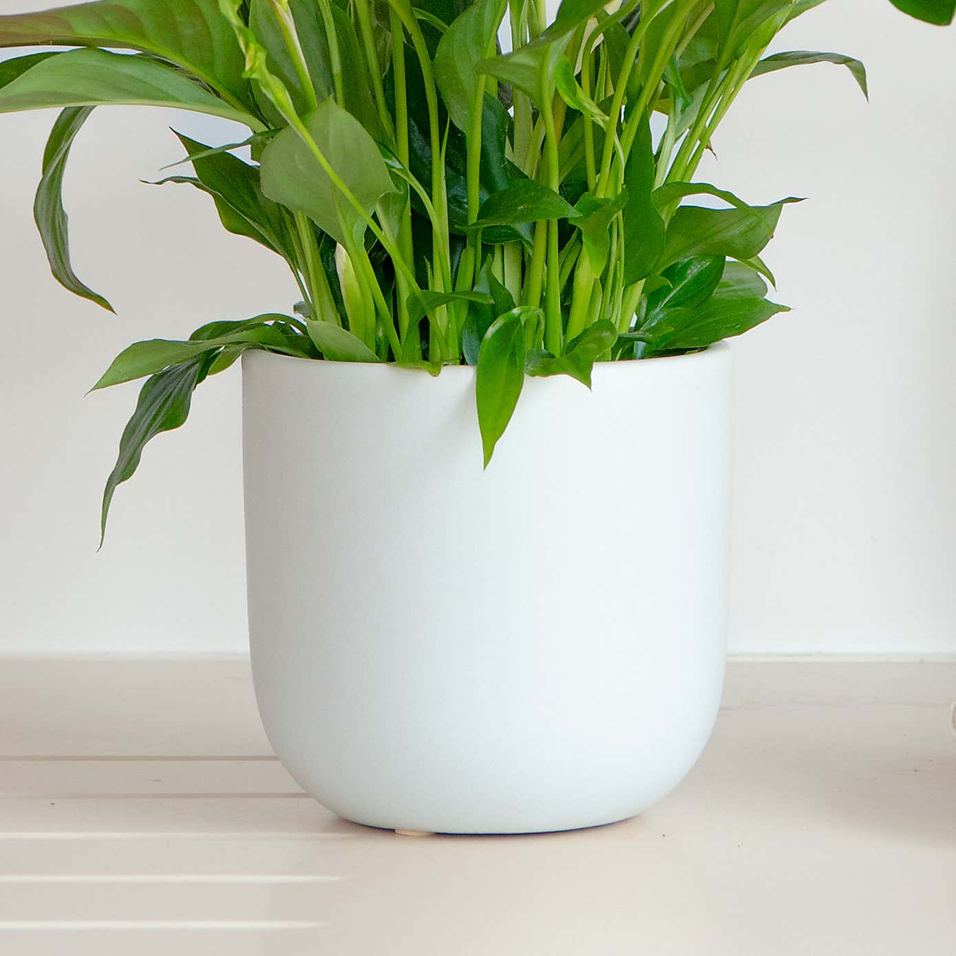 Lilac Peace Lily House Plant in Earthenware Pot