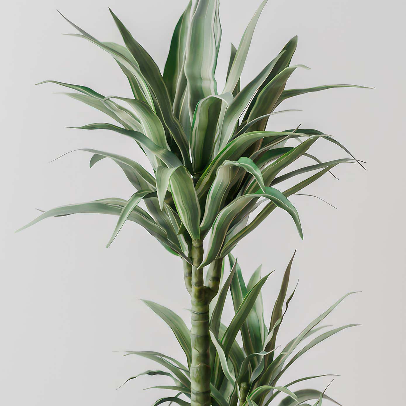 Beards & Daisies Dracaena Warneckei House Plant in Earthenware Pot